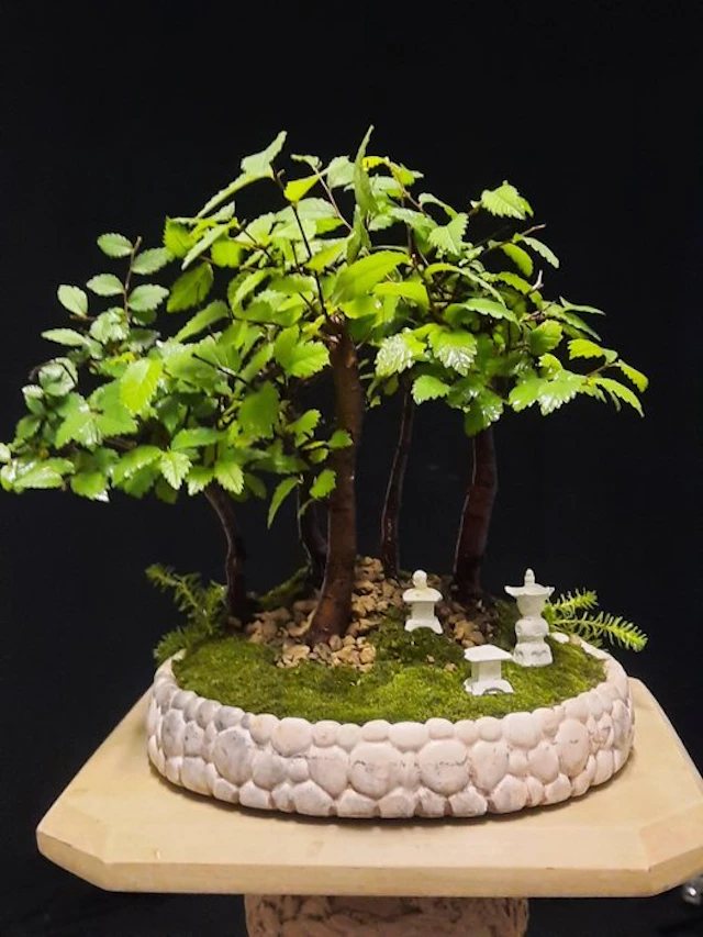 Juniper bonsai (Juniperus) - Height (Tree): 18 cm - Depth (Tree): 18 cm - Italy