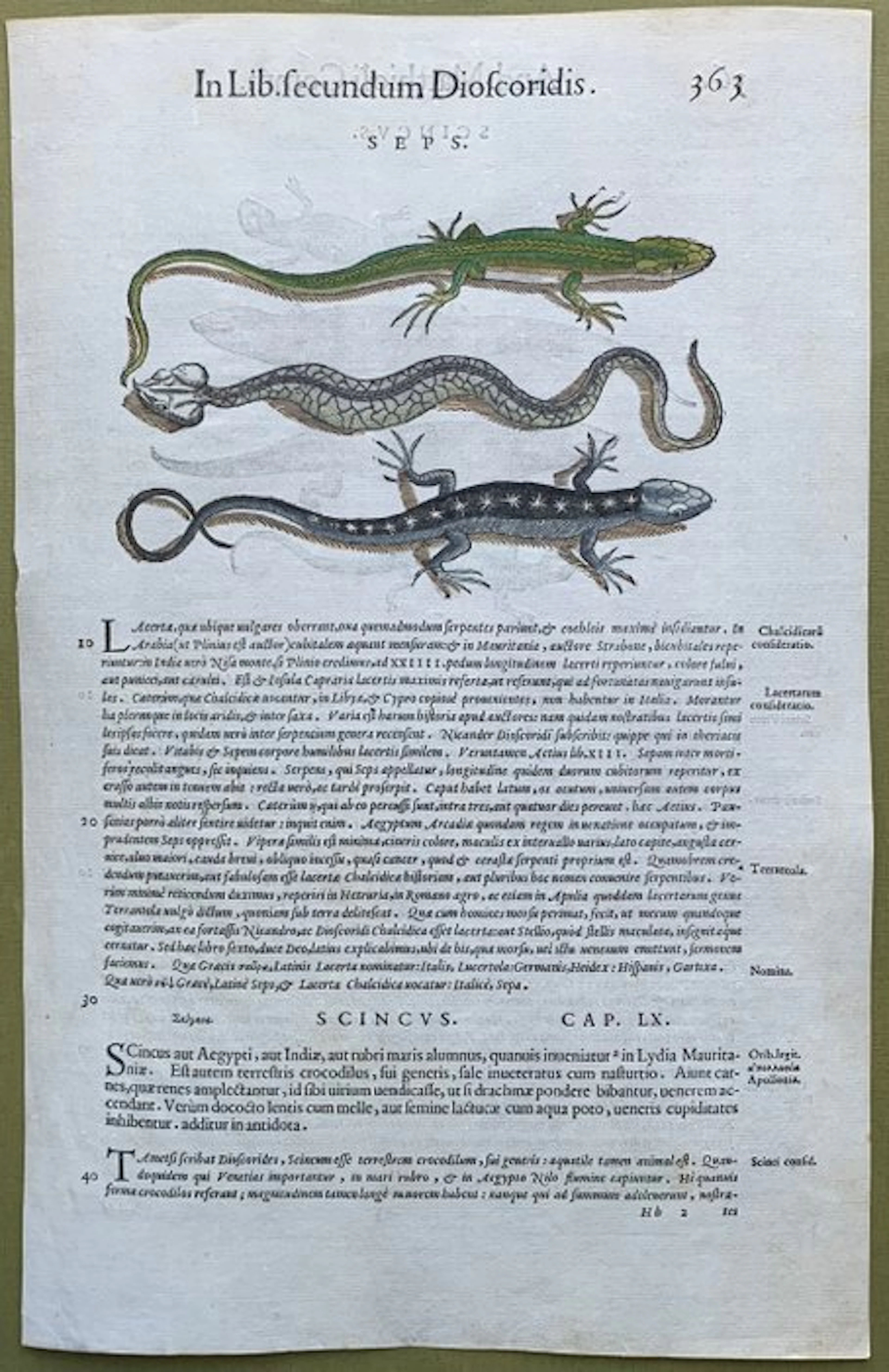 Sauri: lucertola, vipera, scinco ecc. - 1565
