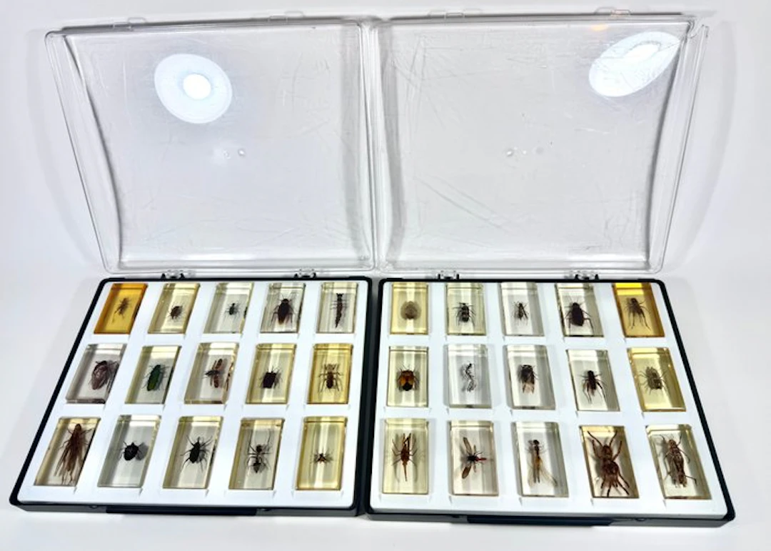 Animal themed collection - Entomological collection