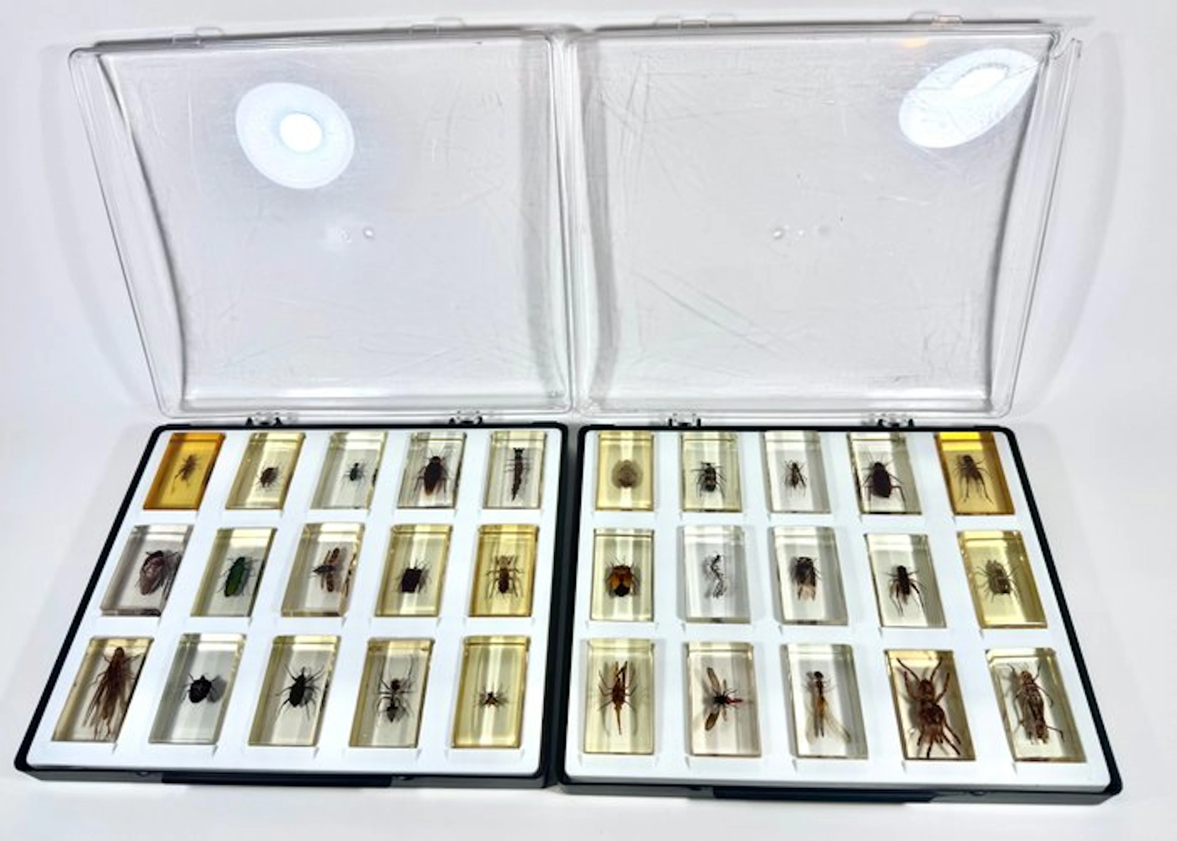 Animal themed collection - Entomological collection