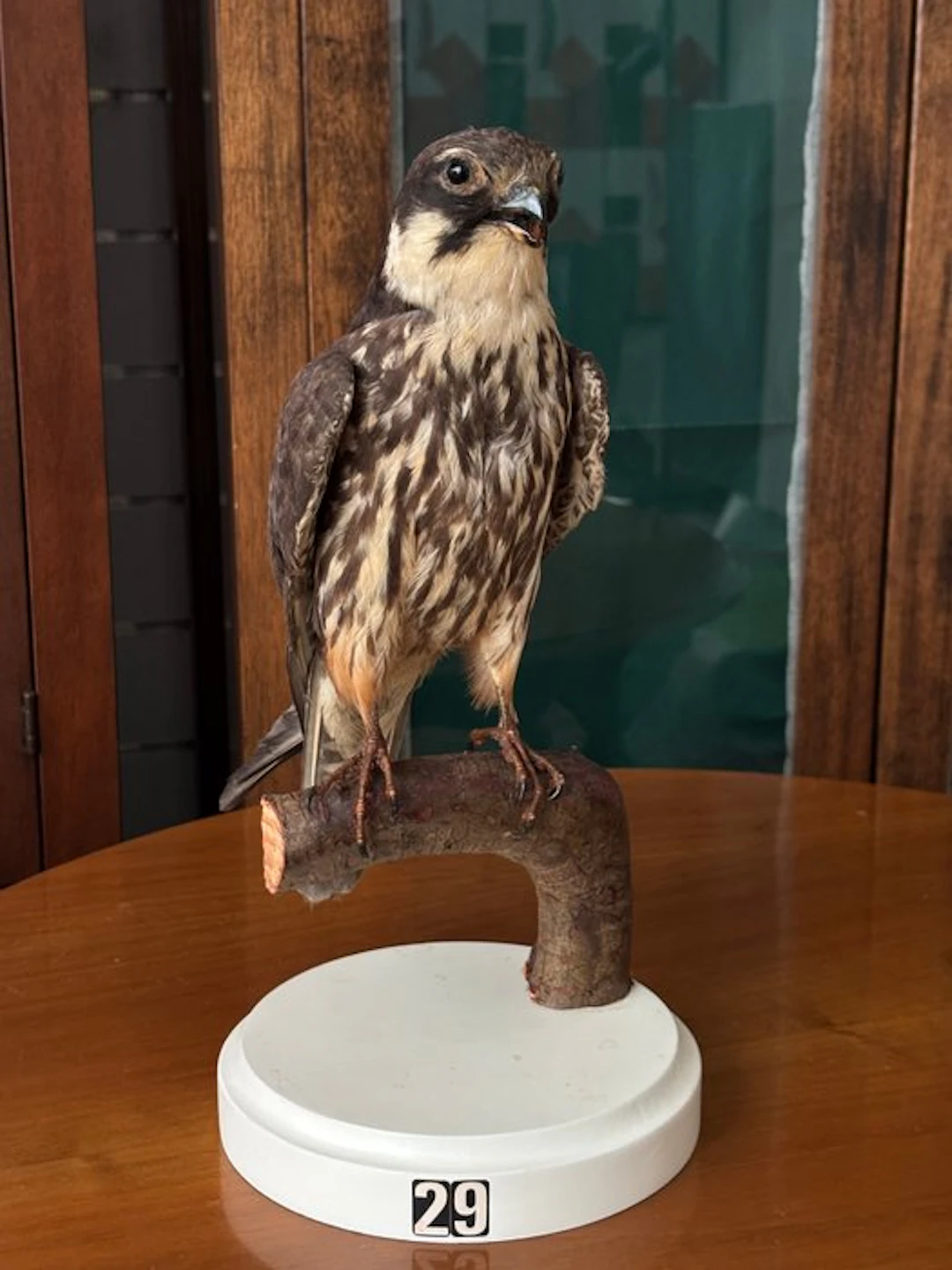 Falco Lodolaio Taxidermy full body mount - Falco subbuteo...