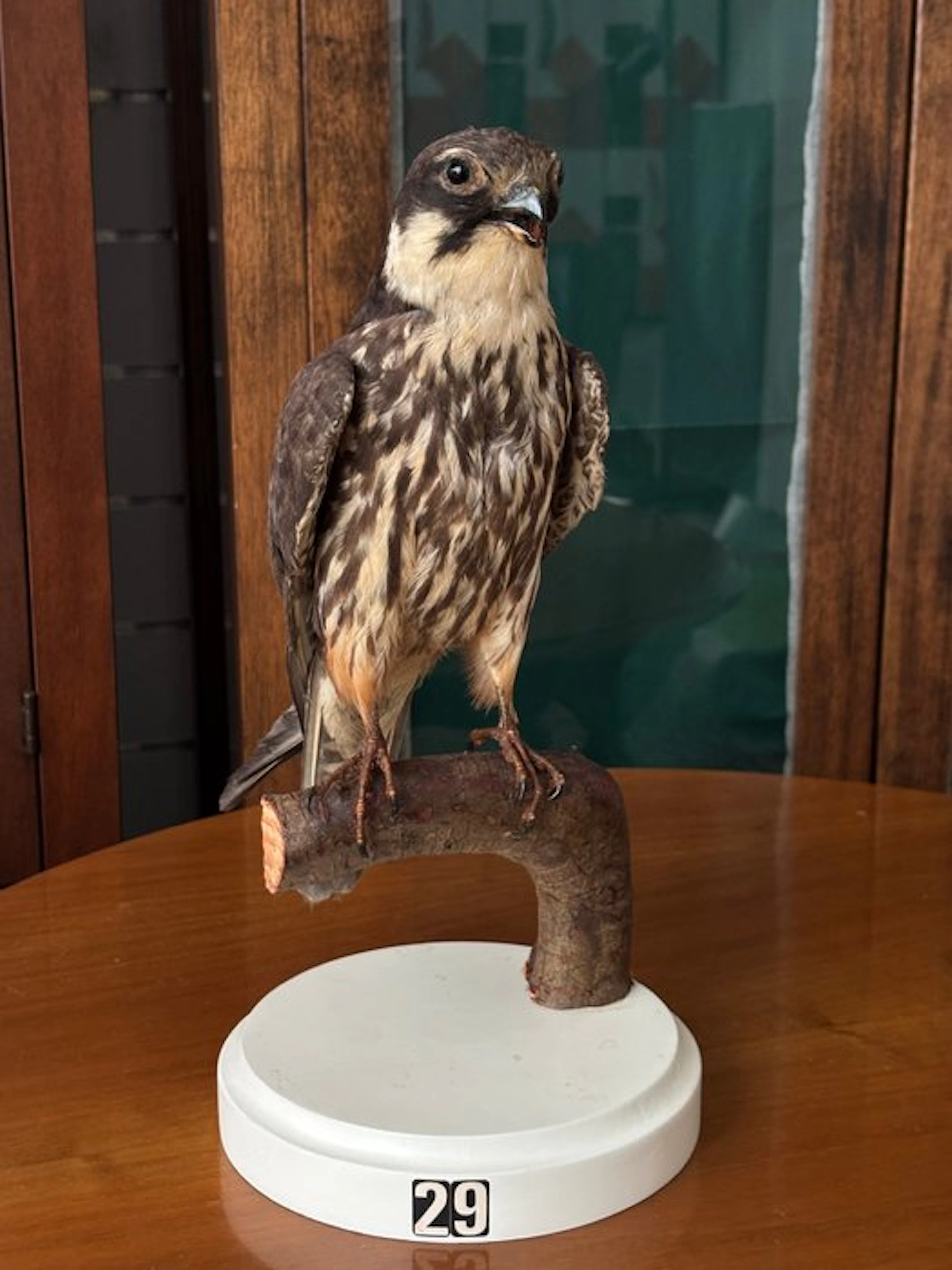 Falco Lodolaio Taxidermy full body mount - Falco subbuteo...