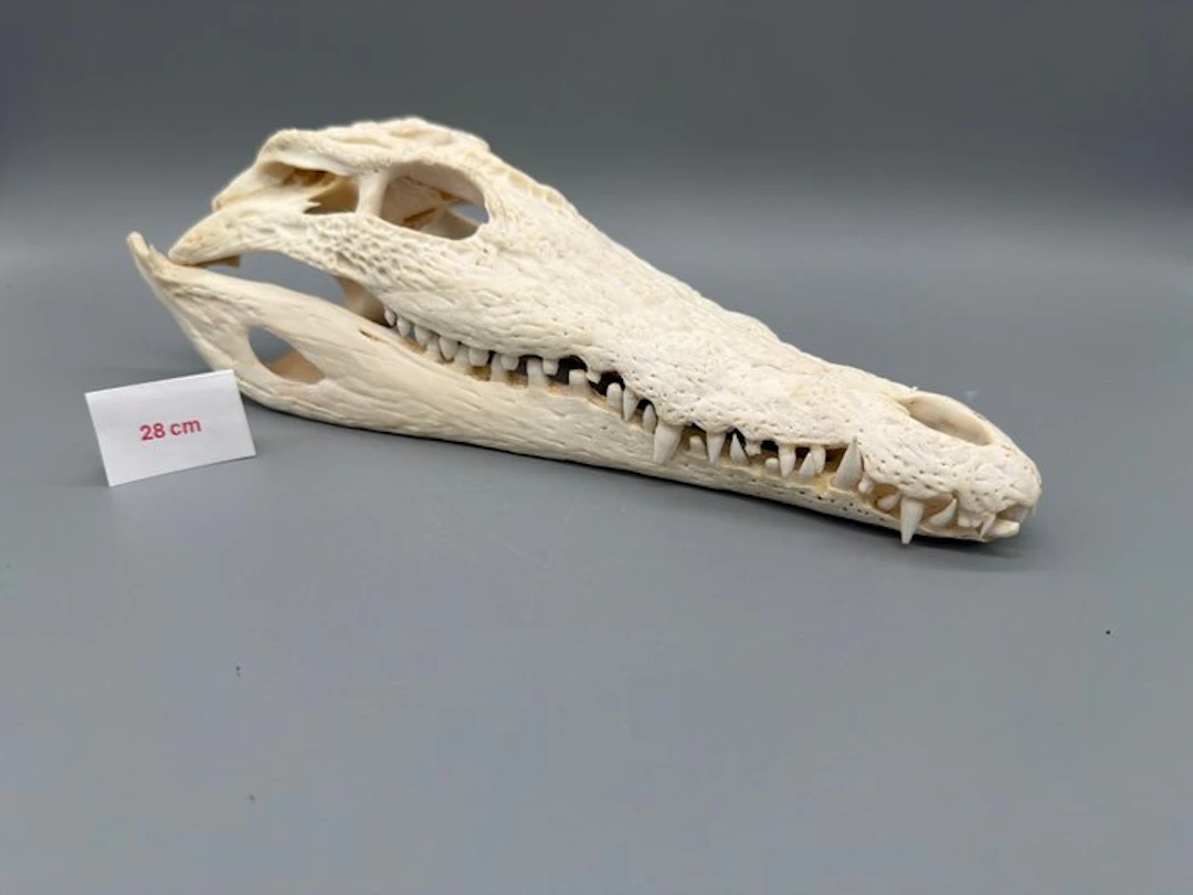 Nile Crocodile Skull - Crocodylus niloticus - 8 cm - 12...