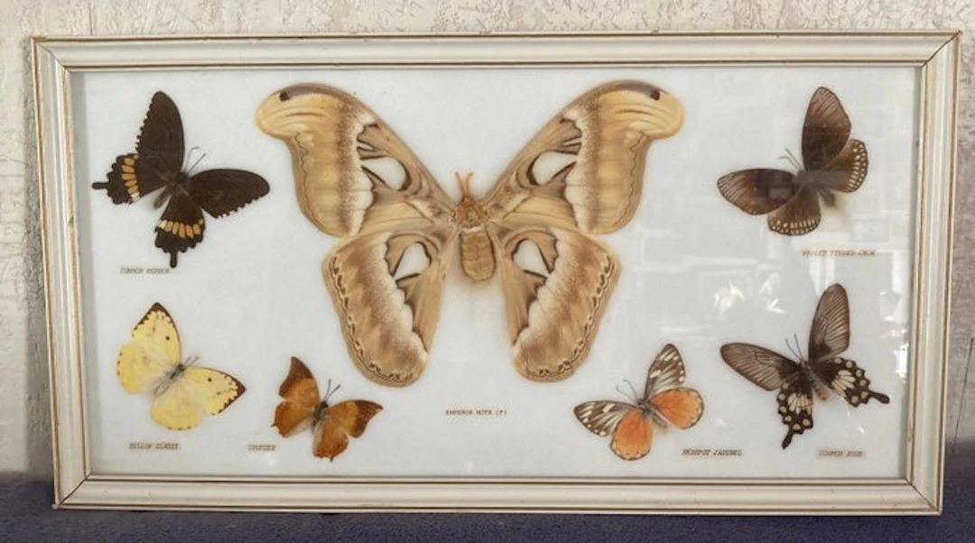 Butterfly Taxidermy wall mount - 7 PAPILLONS TAXIDERMIE...