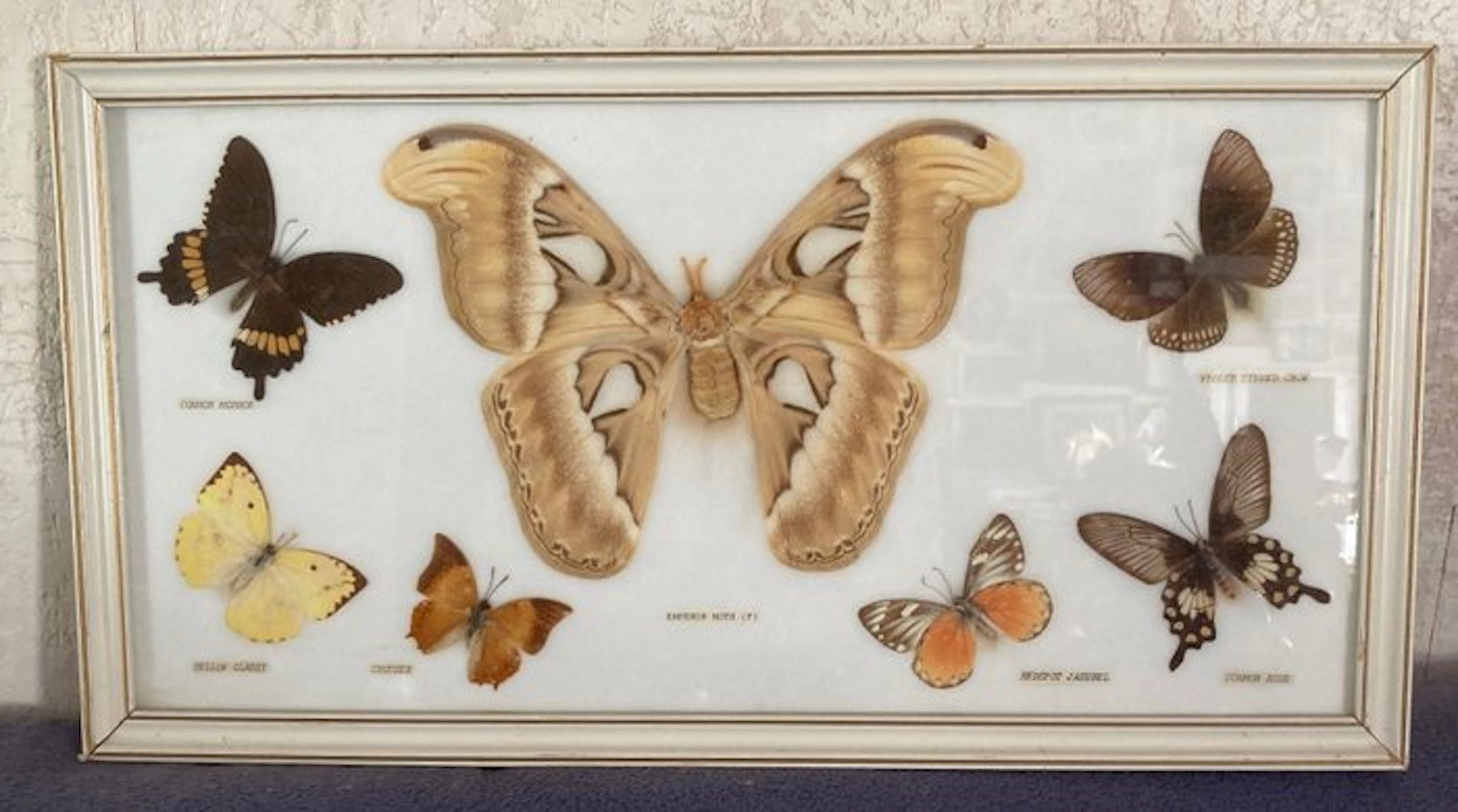 Butterfly Taxidermy wall mount - 7 PAPILLONS TAXIDERMIE...
