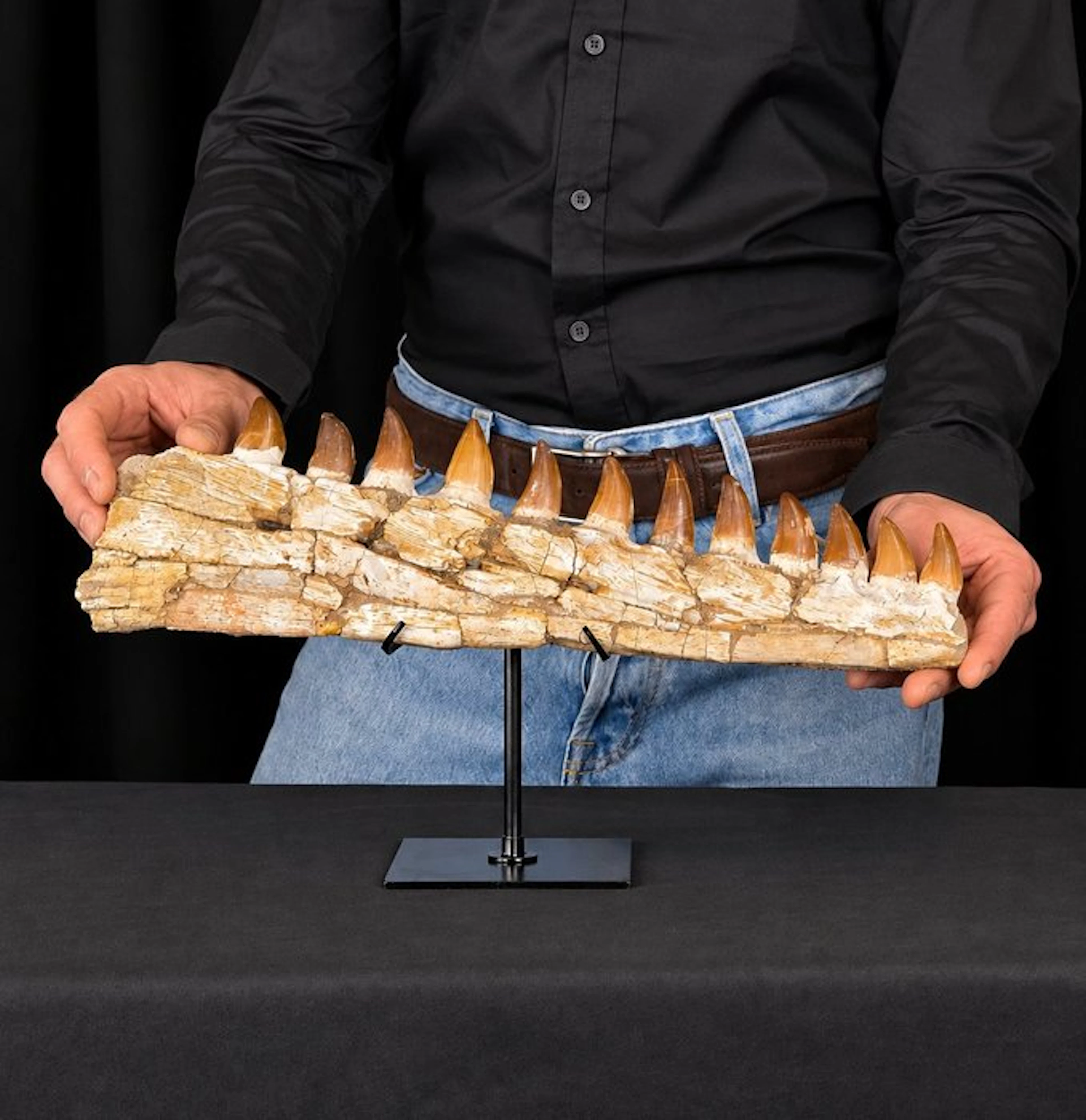 Mosasaur - Fossil tooth - Mosasaur jaw from Morocco