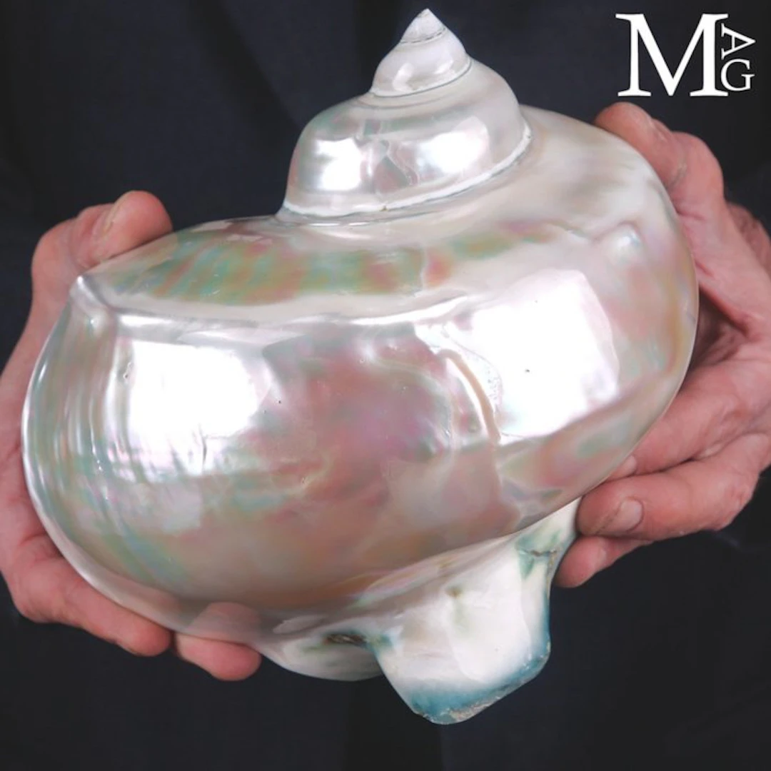 Large Polished Turbo Marmoratus Shell Iridescent Pink and...