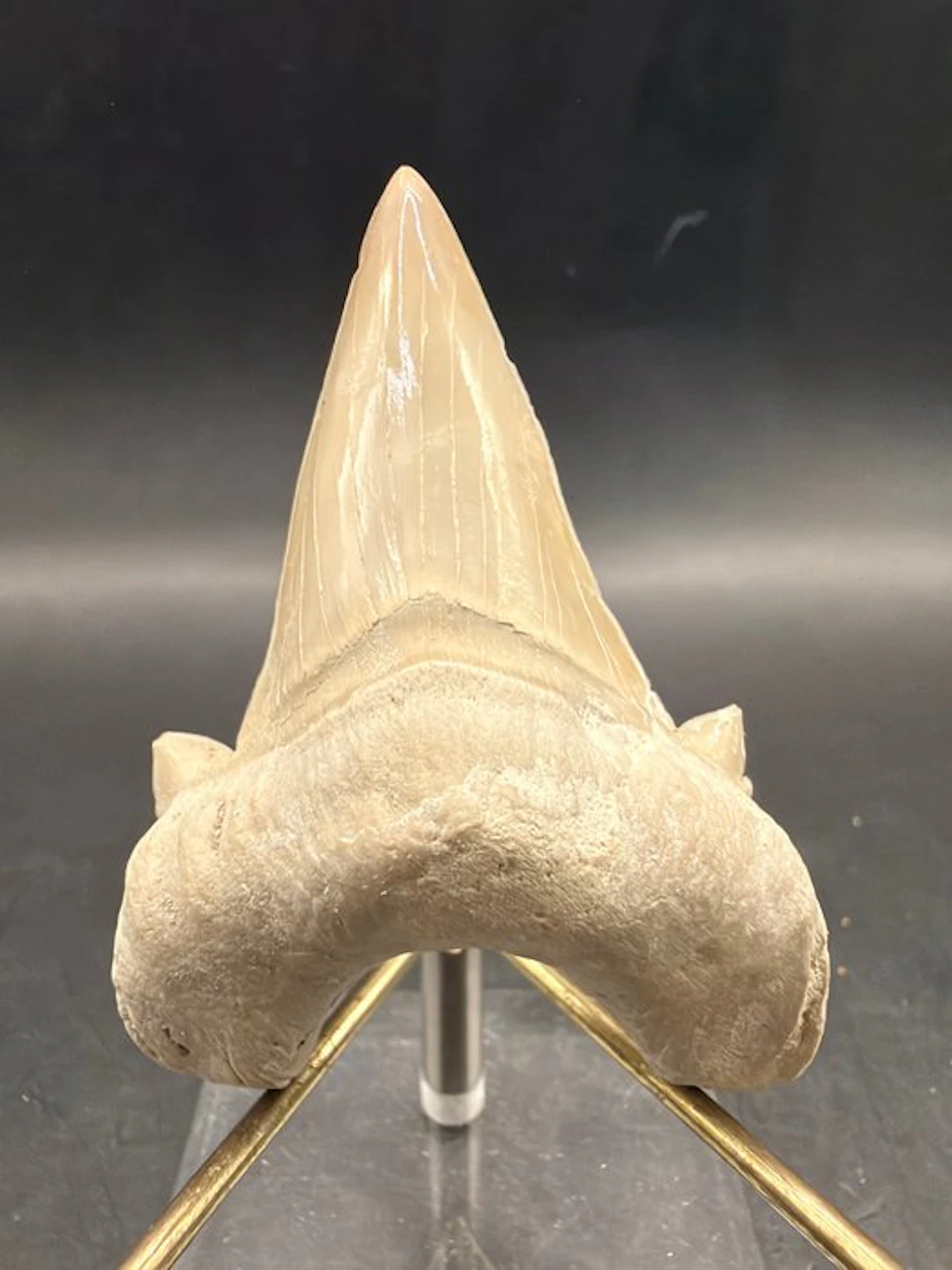 Shark - Fossil tooth - Otodus obliquus - 6.8 cm (No reserve price)