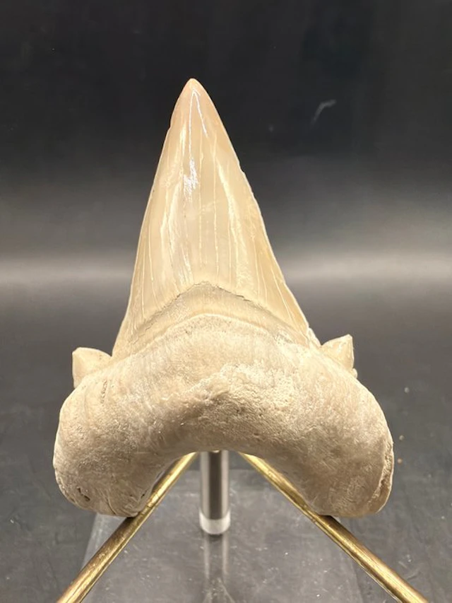Shark - Fossil tooth - Otodus obliquus - 6.8 cm (No reserve price)