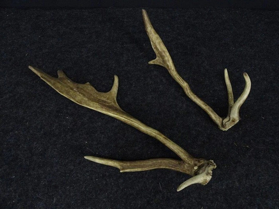 Rare abnormal fallow buck antlers Skull - Dama dama - 0...