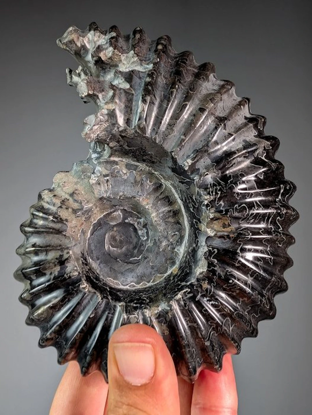 Hematite Ammonite - Fossilised shell - Douveillicera sp. - 15 cm - 12 cm
