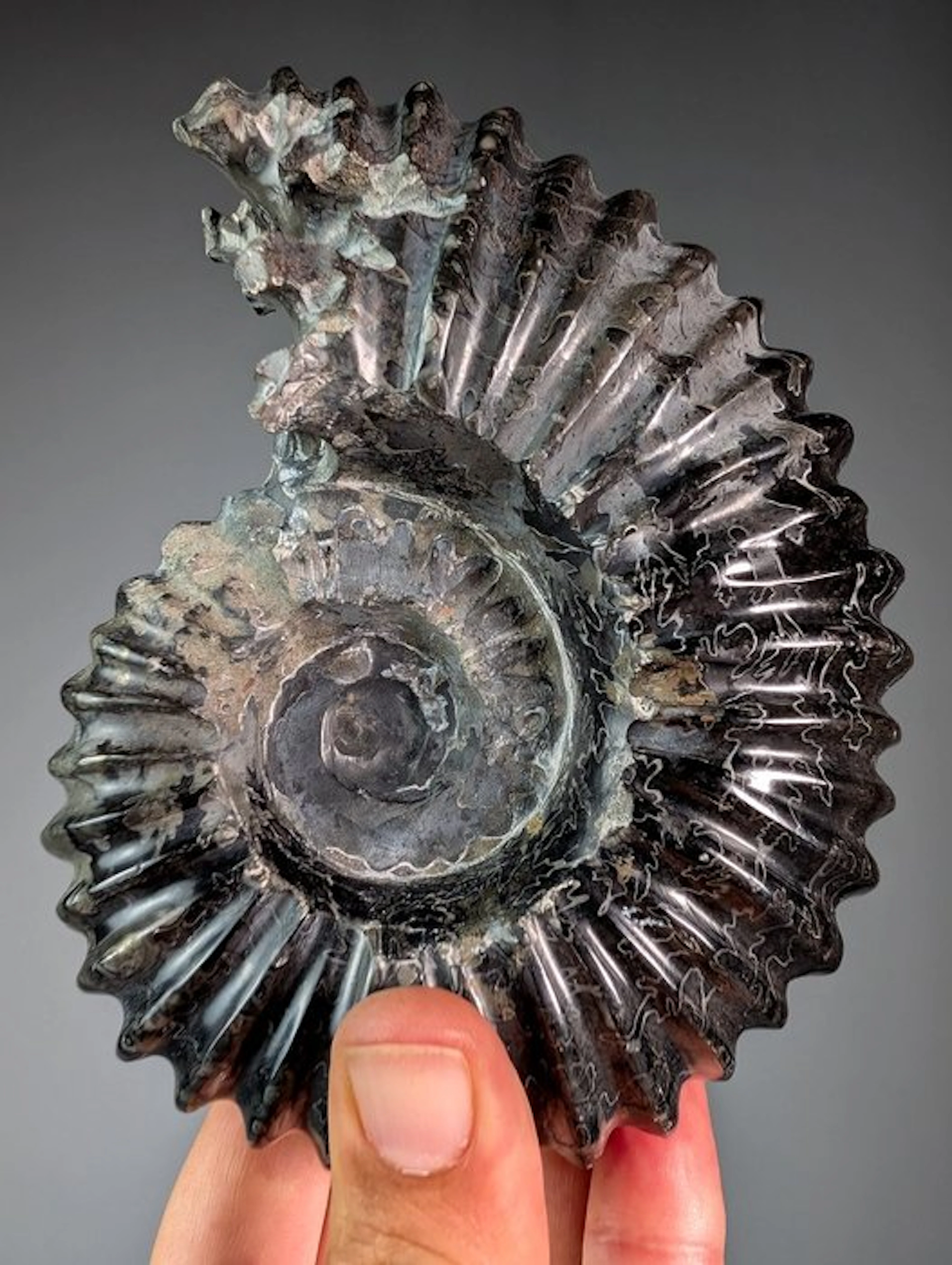 Hematite Ammonite - Fossilised shell - Douveillicera sp. - 15 cm - 12 cm