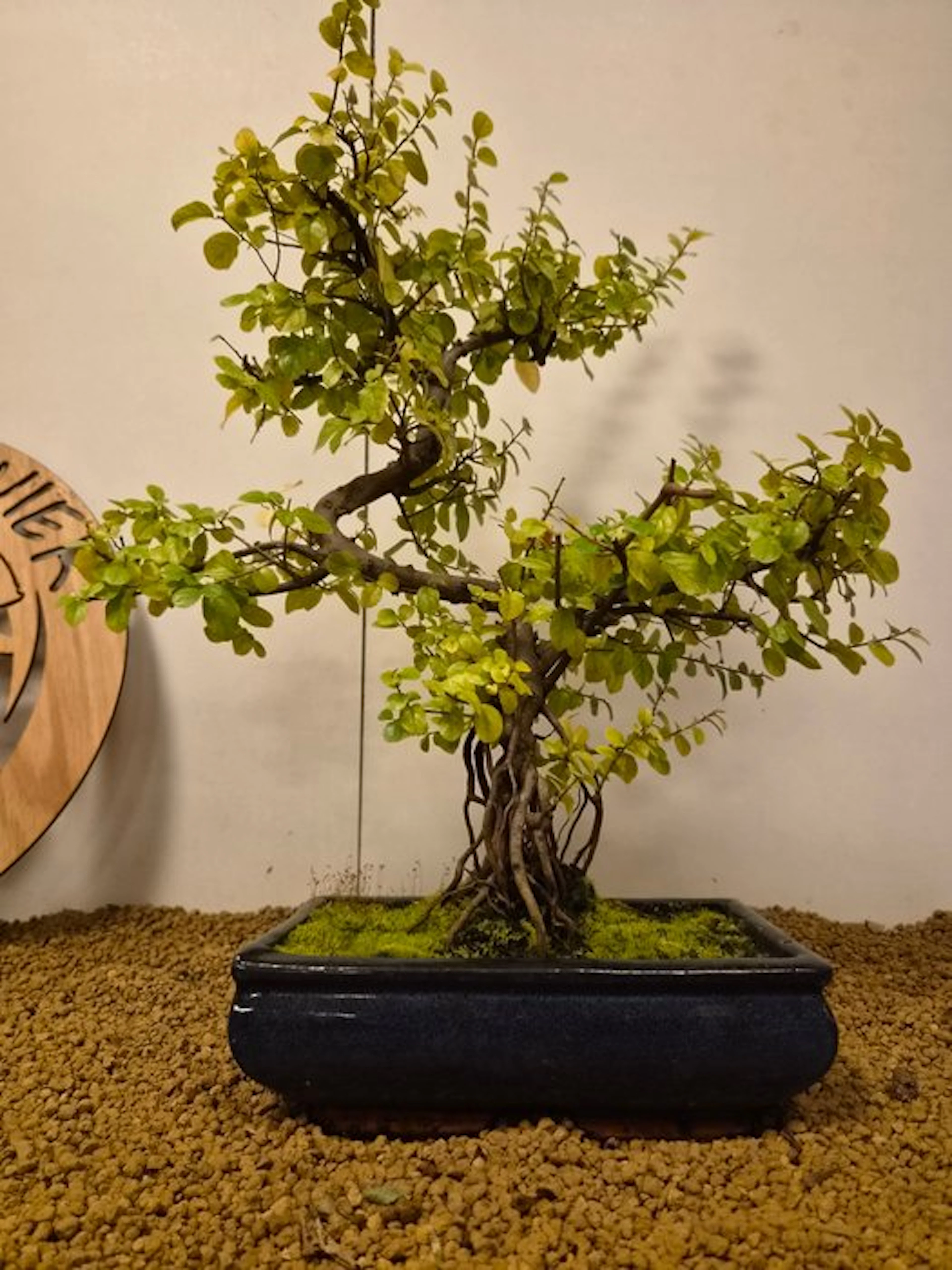 Bird plum bonsai (Sageretia theezans) - Height (Tree): 45...