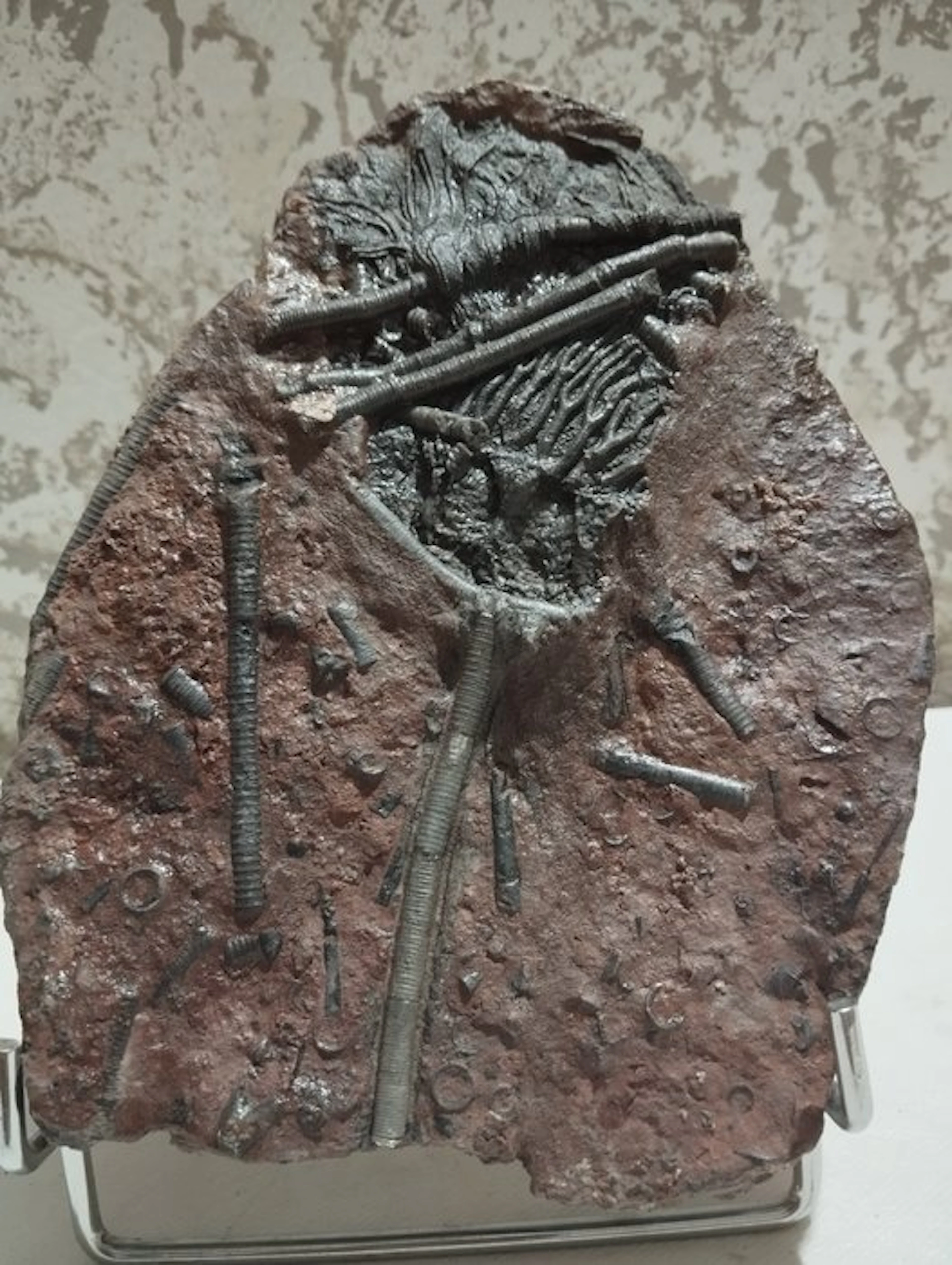 Crinoid - Fossilised animal - 21.5 cm - 13.5 cm
