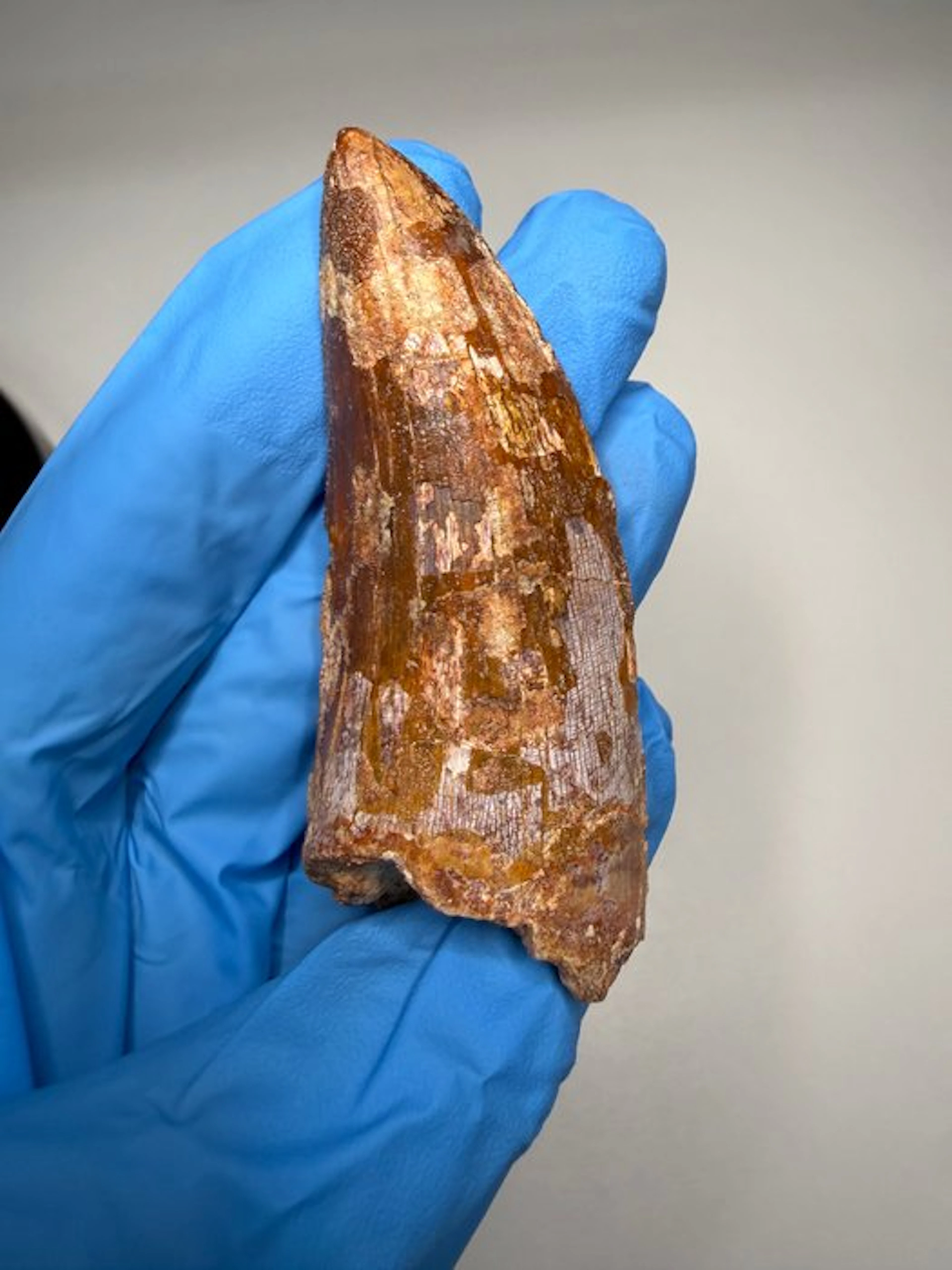 Carcharodontosaur - Fossil tooth - Carcharodontosaurus Saharicus - 7.8 cm