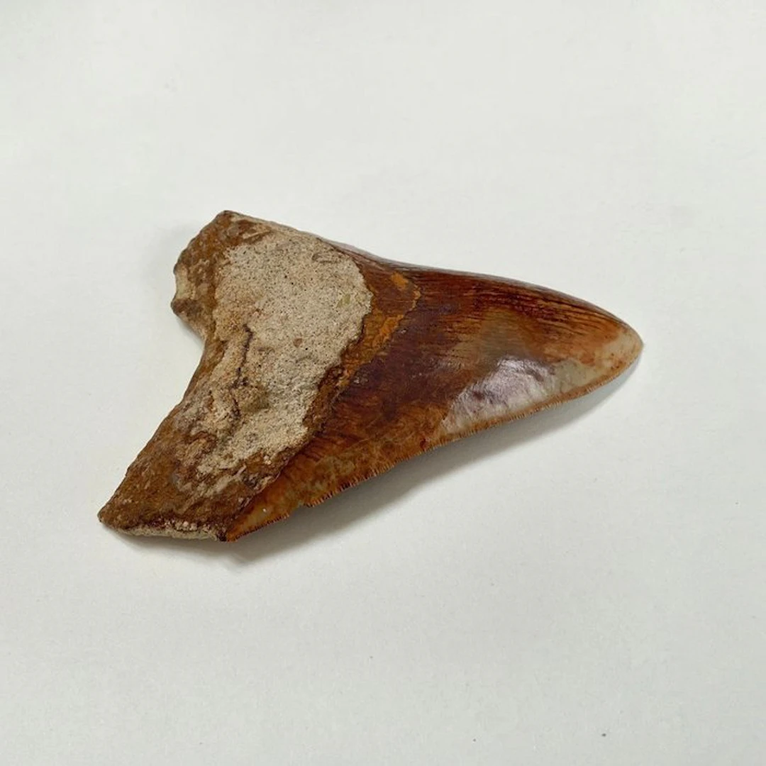 Megalodon - Fossil tooth - 140 mm - 104 mm
