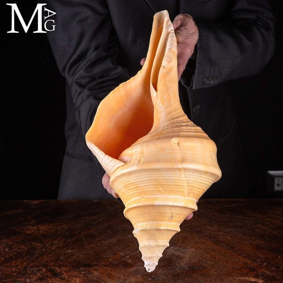 Giant Syrinx Aruanus Shell - Monumental Largest Living...