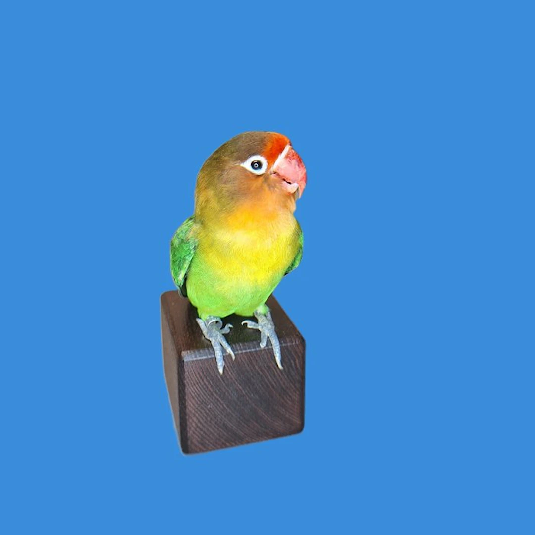 little peach head Taxidermy full body mount - Agapornis...
