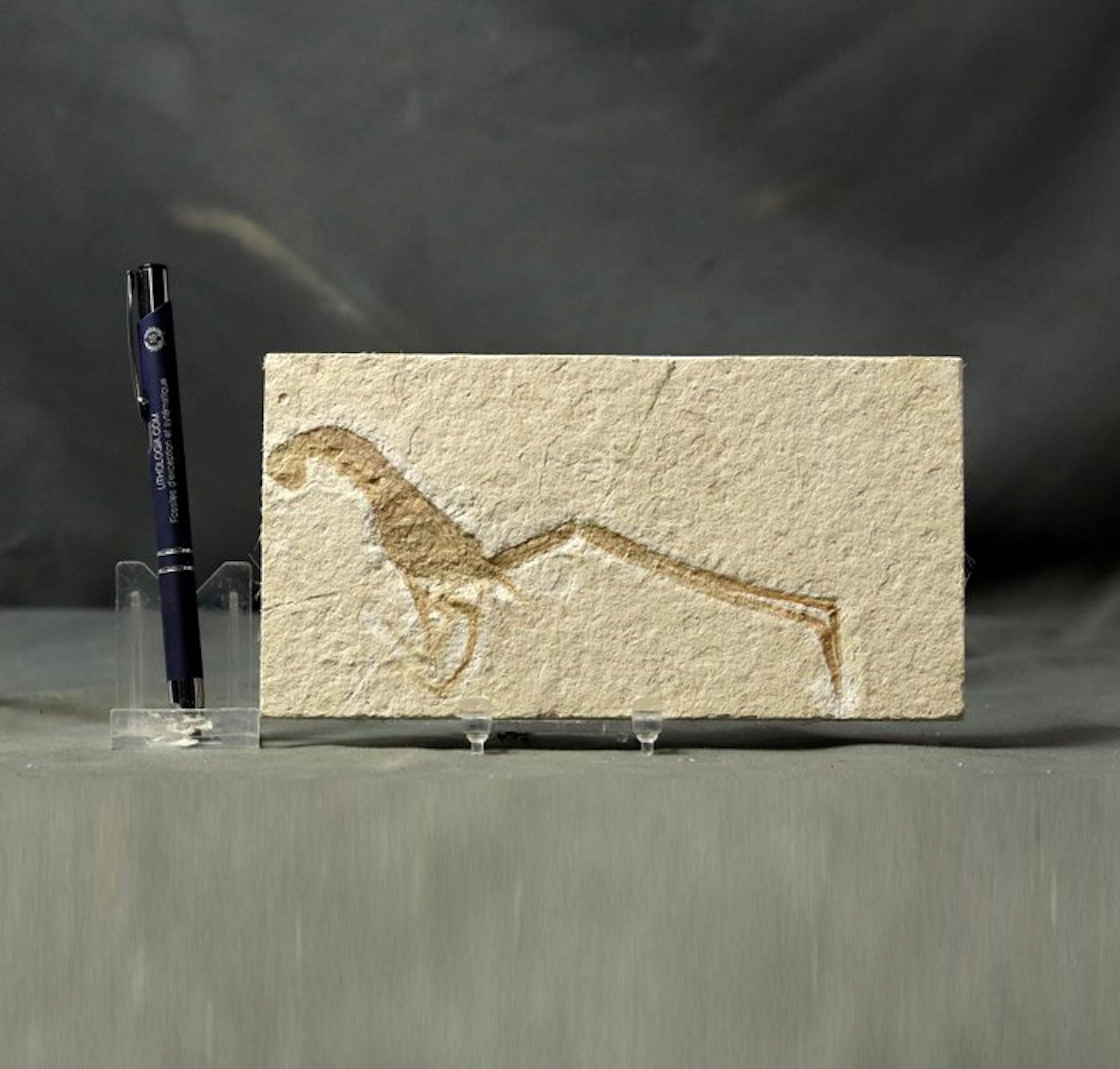 Extra big - Nice Fossil Crustacean - - Fossilised animal...