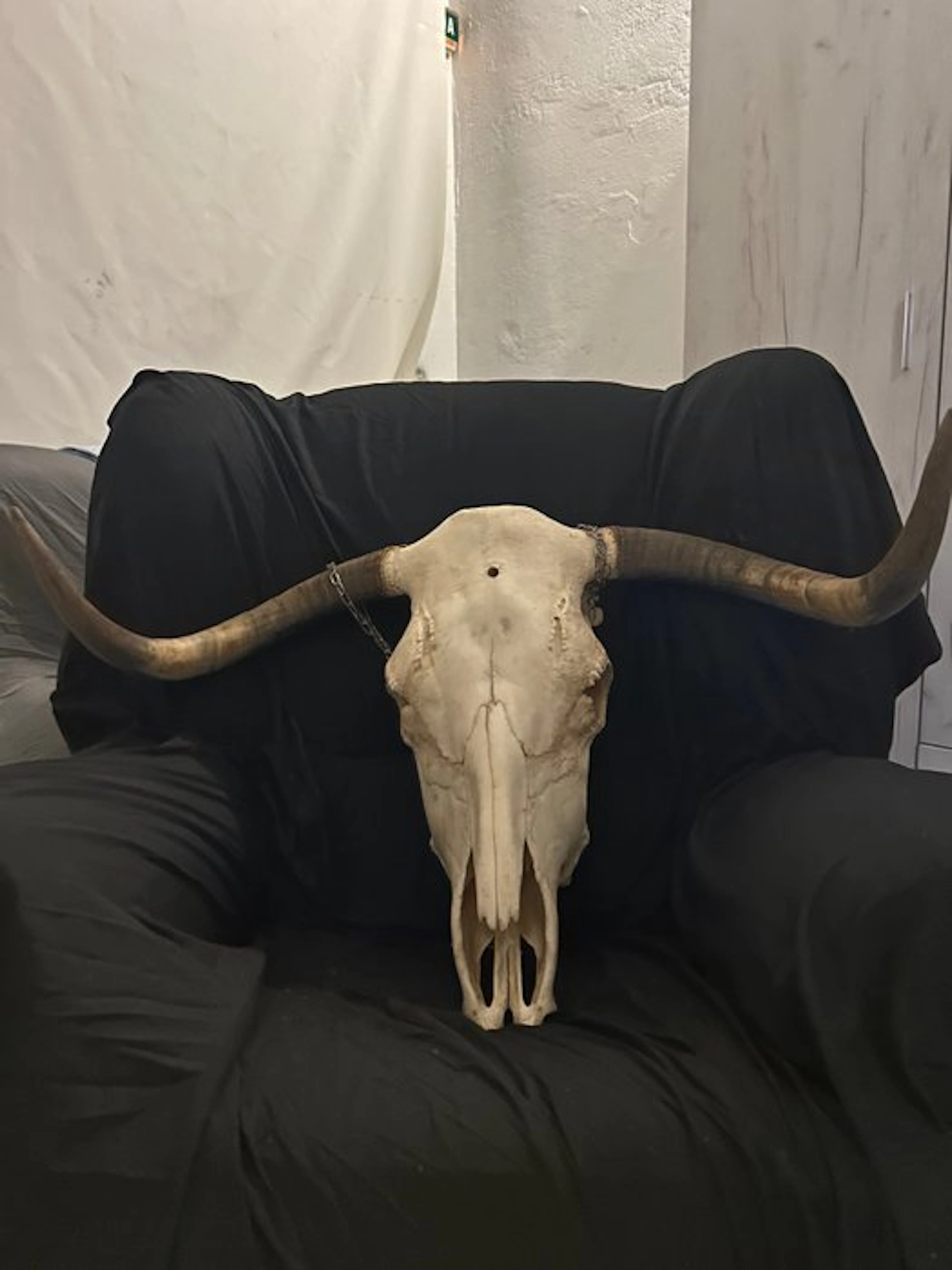 Spanish Fighting Bull Skull with antlers - Bos taurus Linnaeus