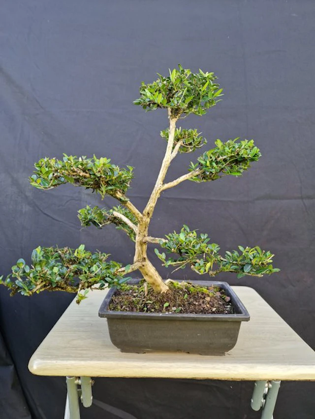 honeysuckle - Height (Tree): 37 cm - Depth (Tree): 34 cm - France