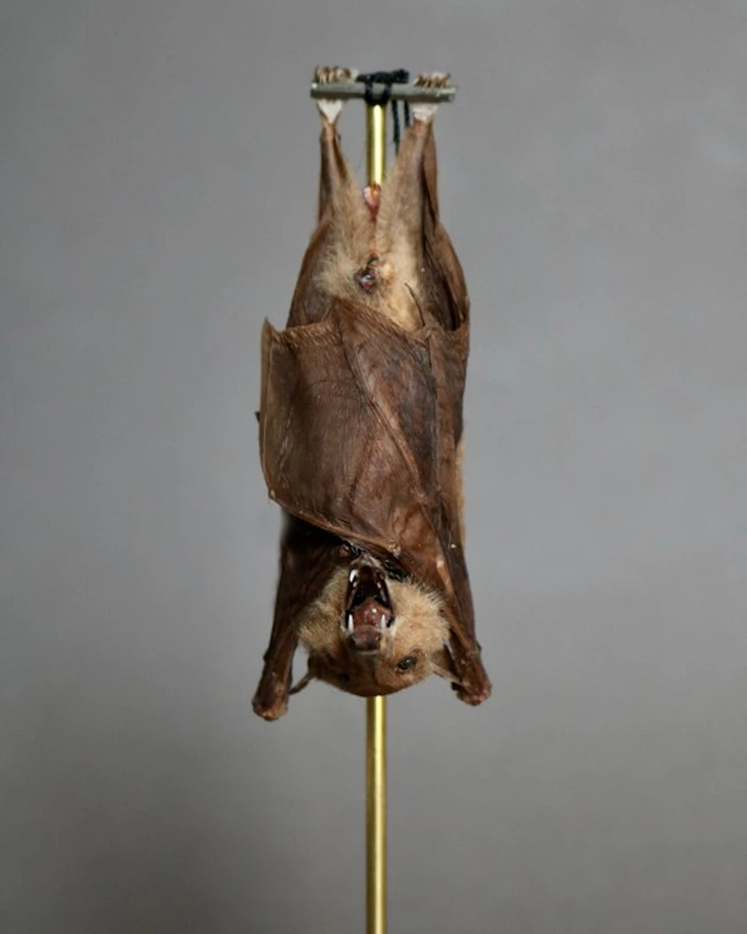 Bat Taxidermy full body mount - Macroglossus minimus - 25...