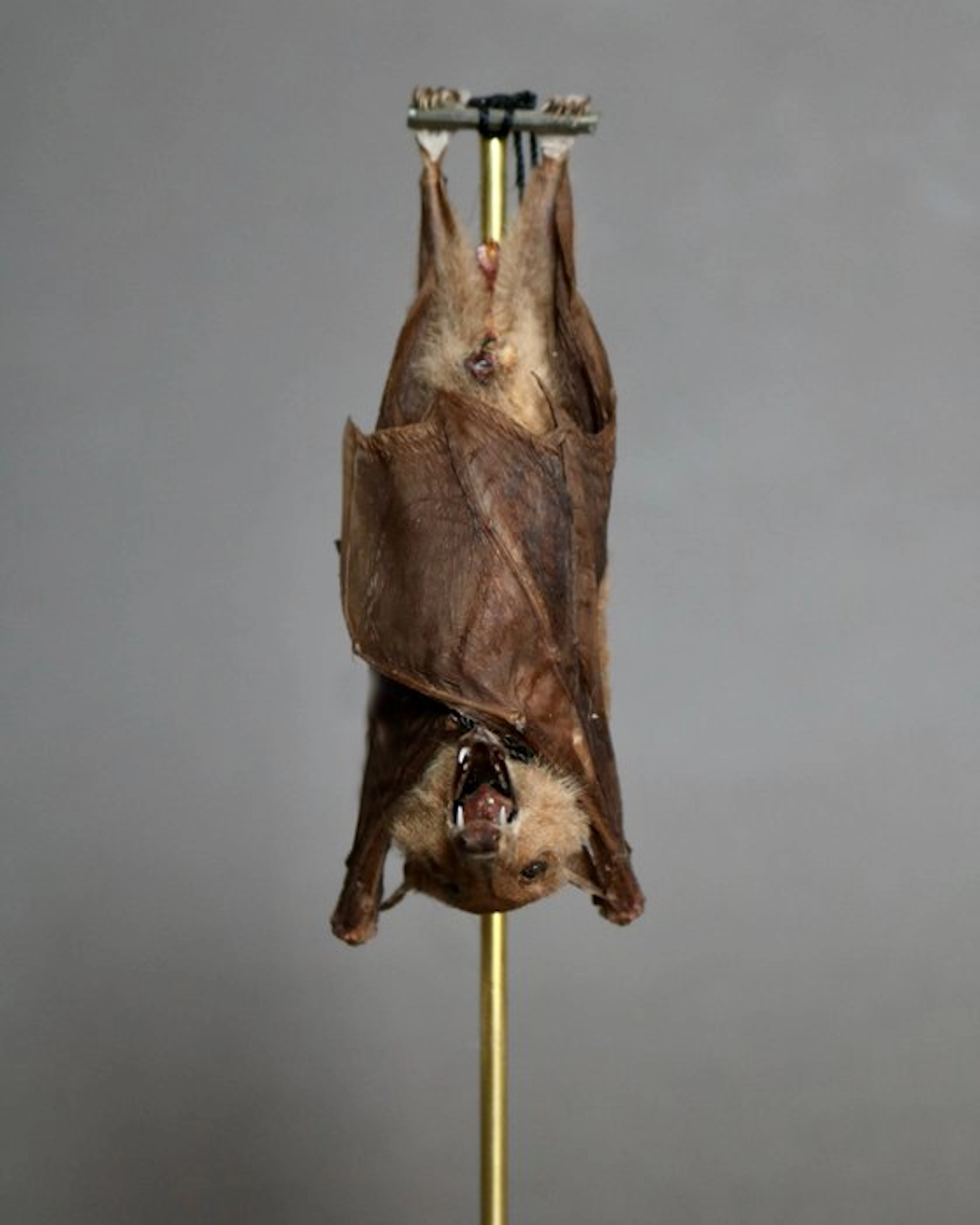 Bat Taxidermy full body mount - Macroglossus minimus - 25...