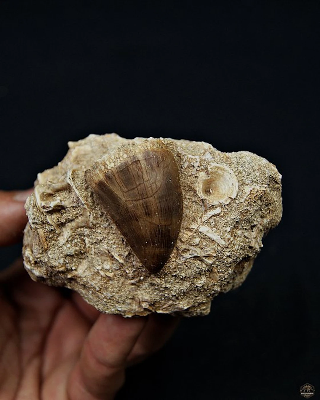 Mosasaur - Fossil tooth - Mosasaurus Thalassotitan atrox (No reserve price)