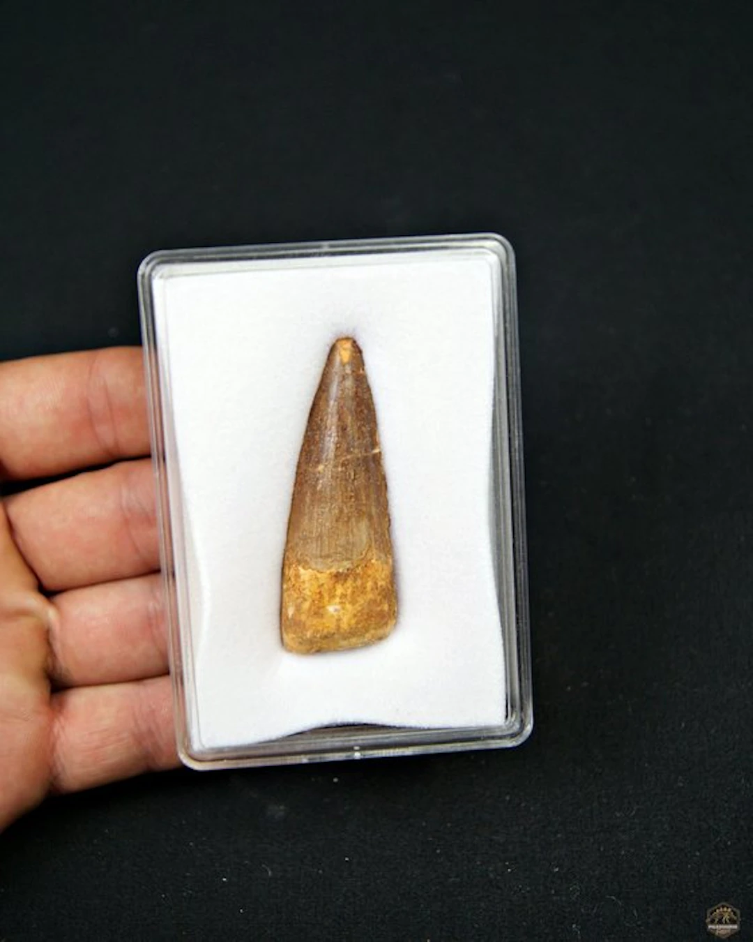 Spinosaur - Fossil tooth - Spinosaurus aegyptiacus (No reserve price)