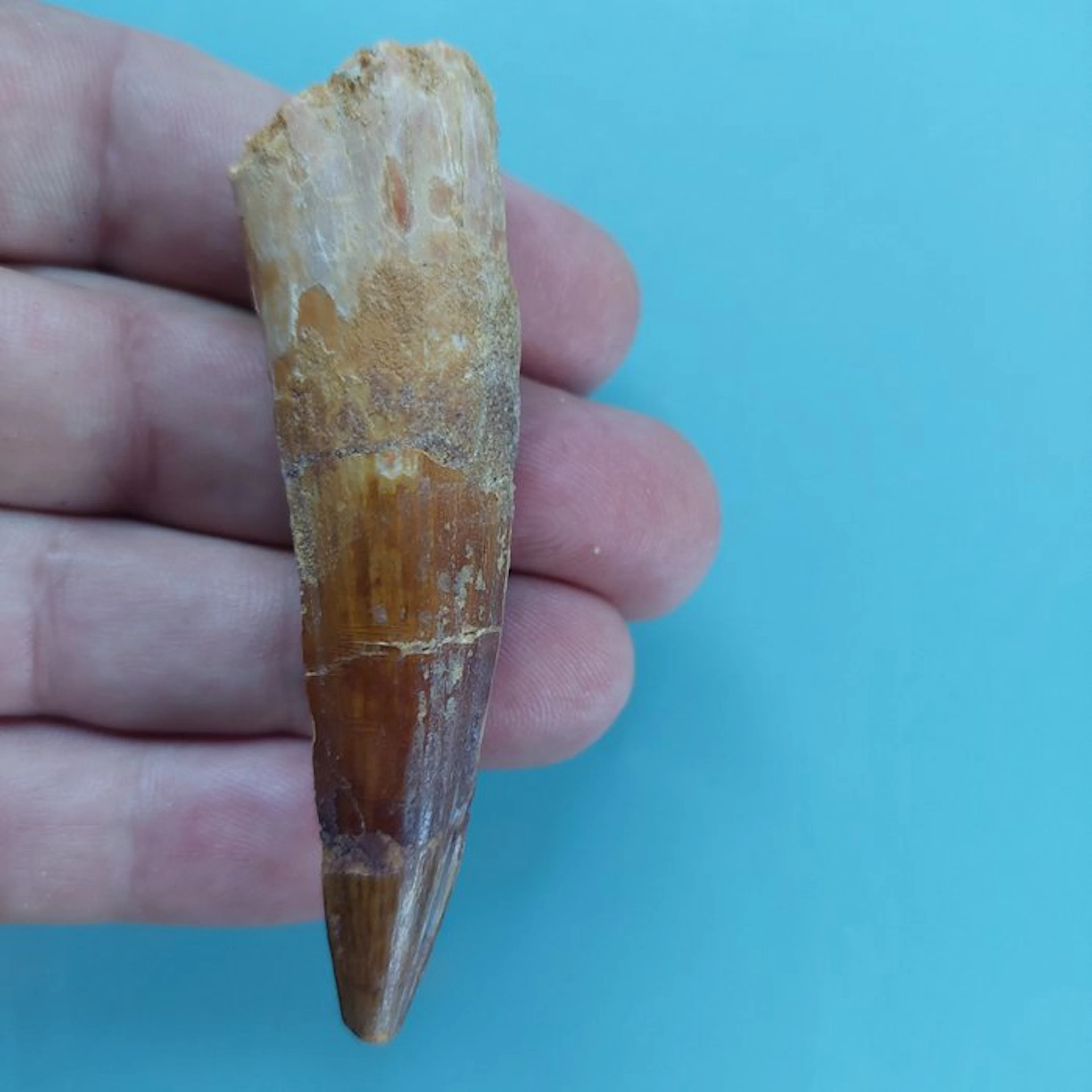 Spinosaur - Fossil tooth - 80 mm - 25 mm