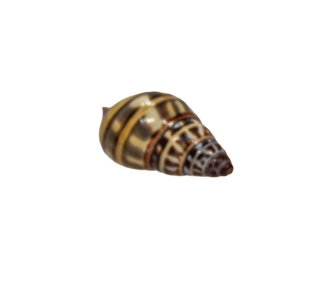 Rare land snail: Amphidromus wetaranus rollei – 30 mm –...