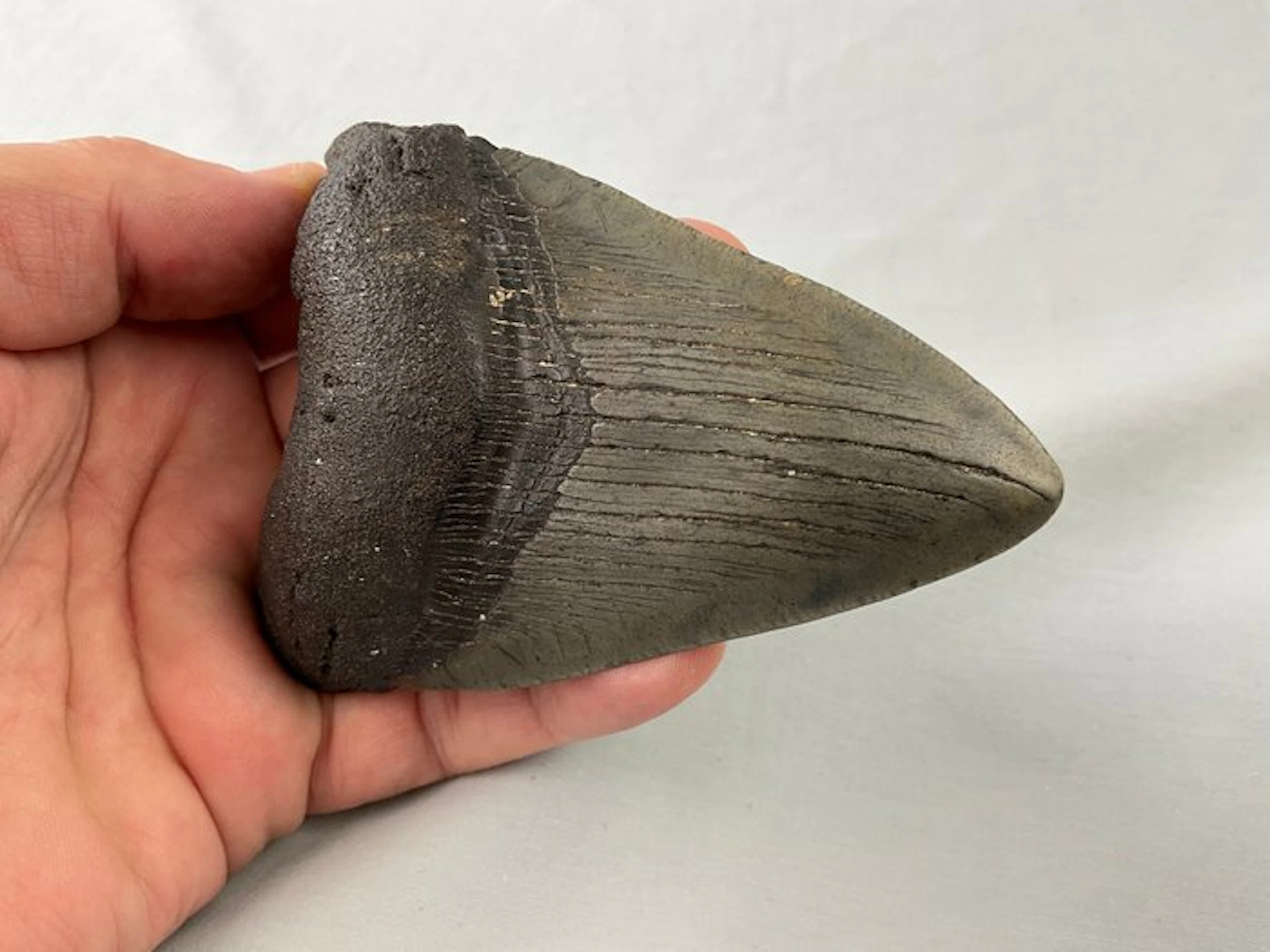 Megalodon - Fossil tooth - Charcharocles Megalodon - 10.5...