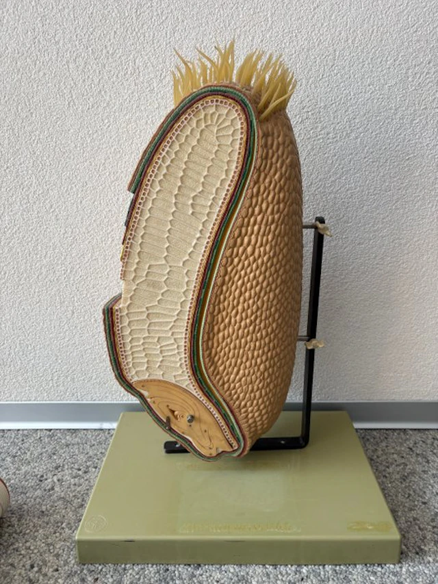 Education/demonstration model - Plastic - 1970-1980 - Realistic model