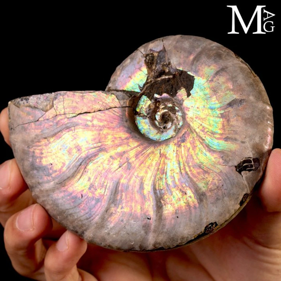 Rainbow Iridescent Cleoniceras Ammonite Natural...