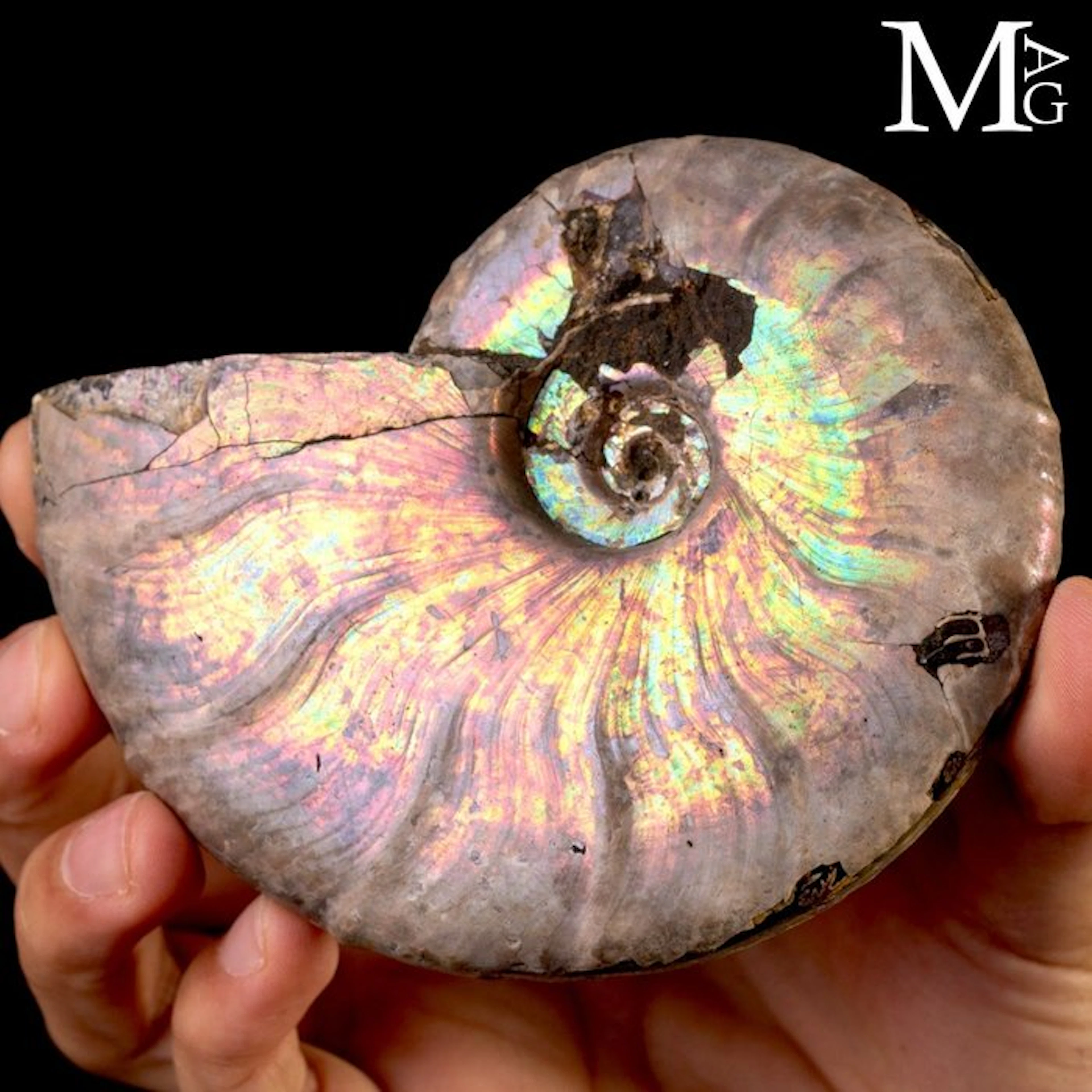 Rainbow Iridescent Cleoniceras Ammonite Natural...