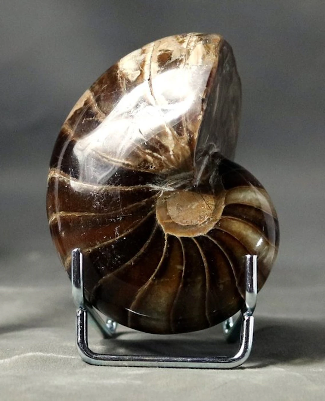 Breathtaking Nautiloid - Top conservation - Fossilised...