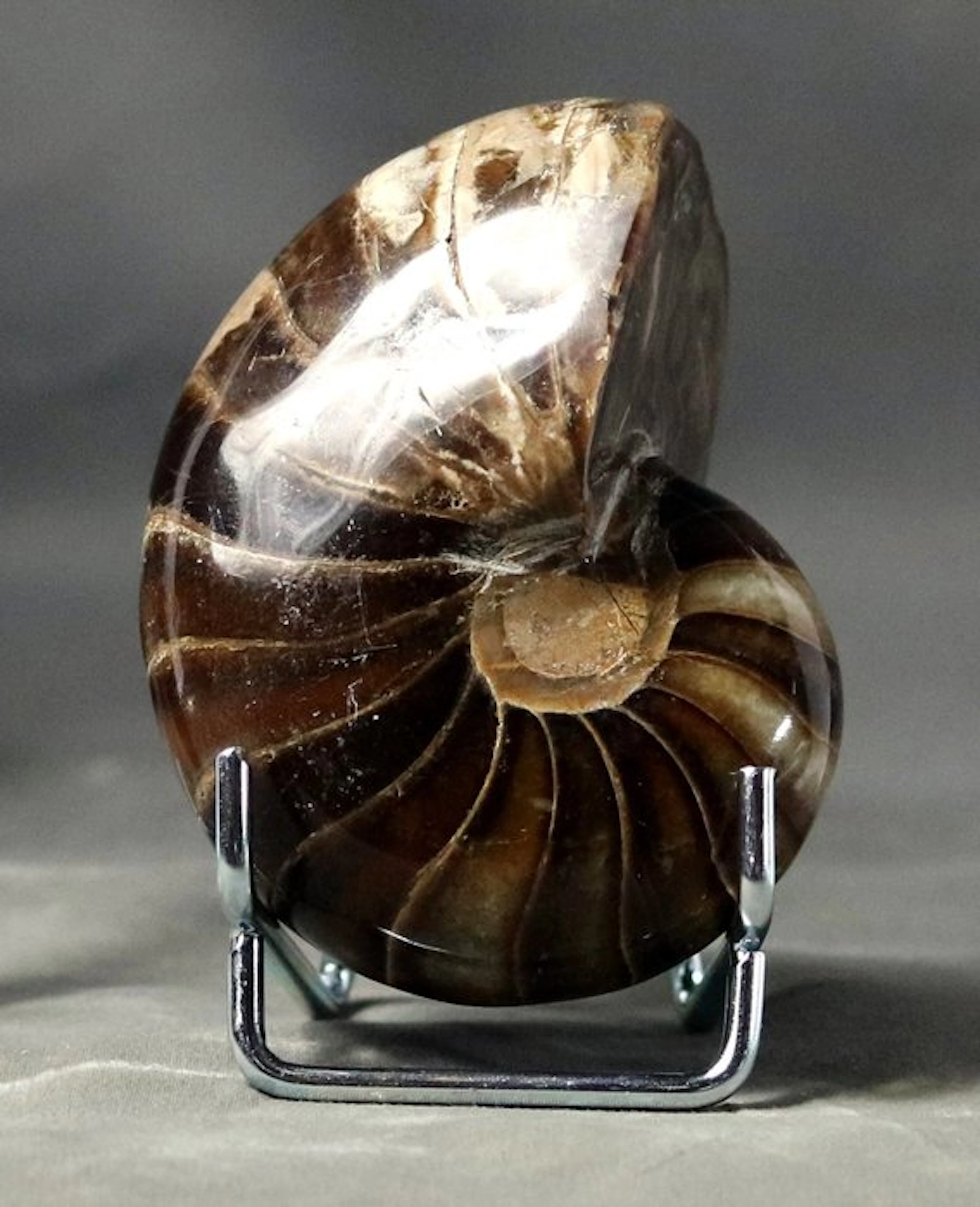 Breathtaking Nautiloid - Top conservation - Fossilised...