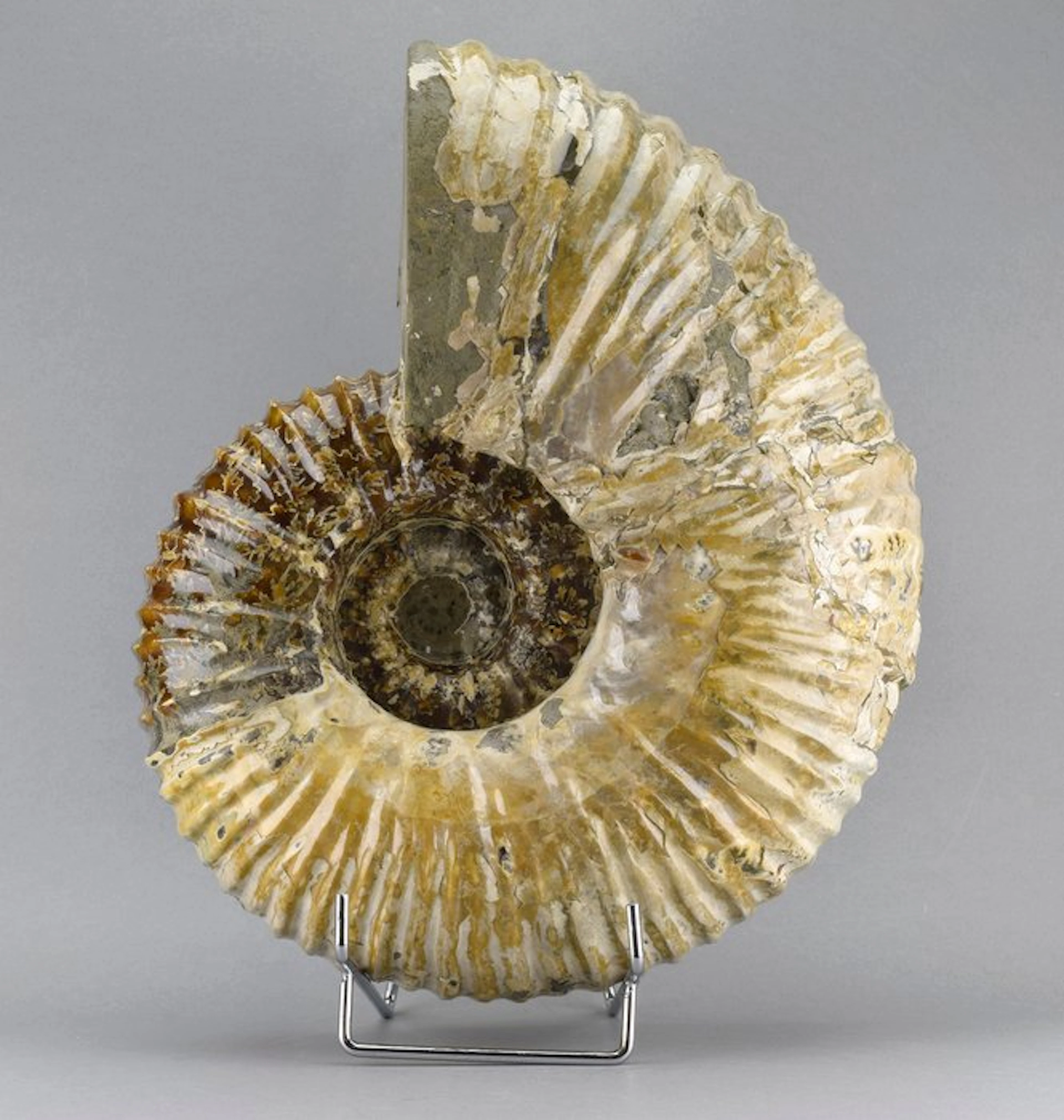 Ammonite - Fossilised animal - Douvilleiceras mammillatum - 28 cm