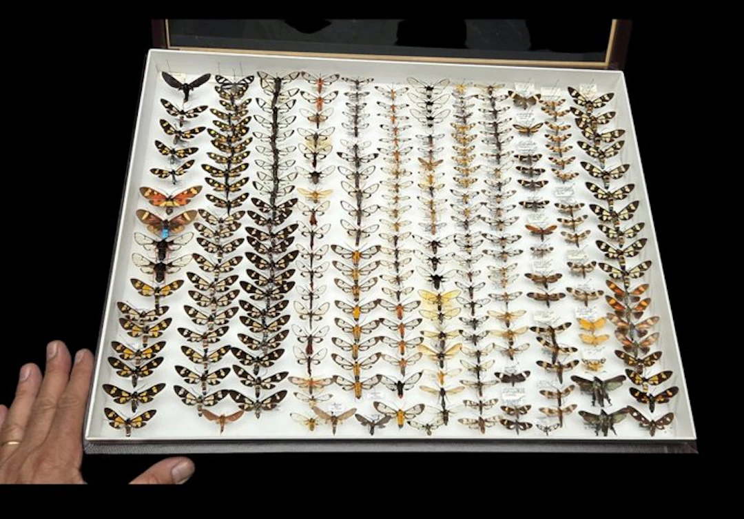 Arctidae-Syntominae-South America-the collection's...