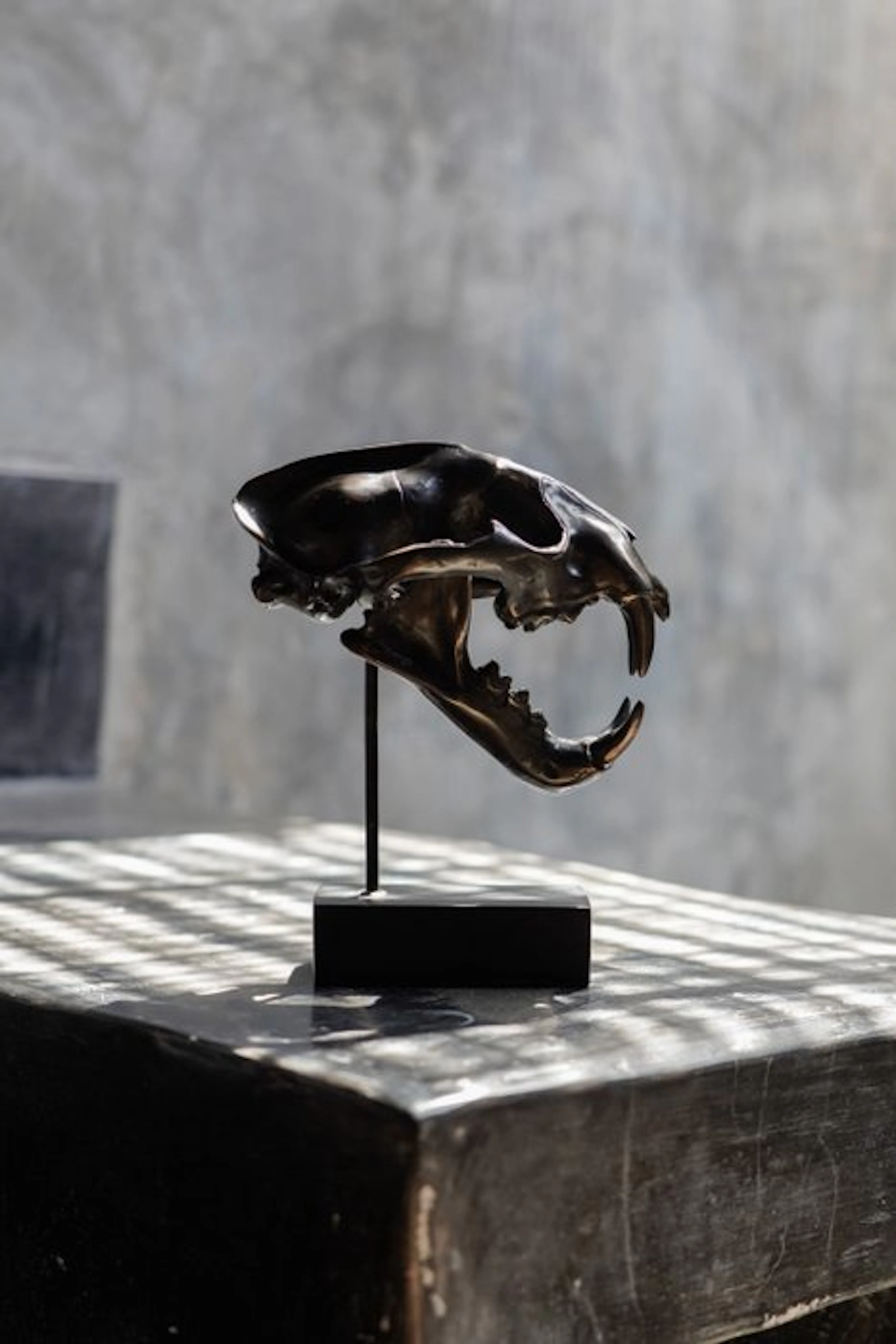 Sculpture, NO RESERVE PRICE - bronze Snow Leopard - 19.5 cm - Bronze