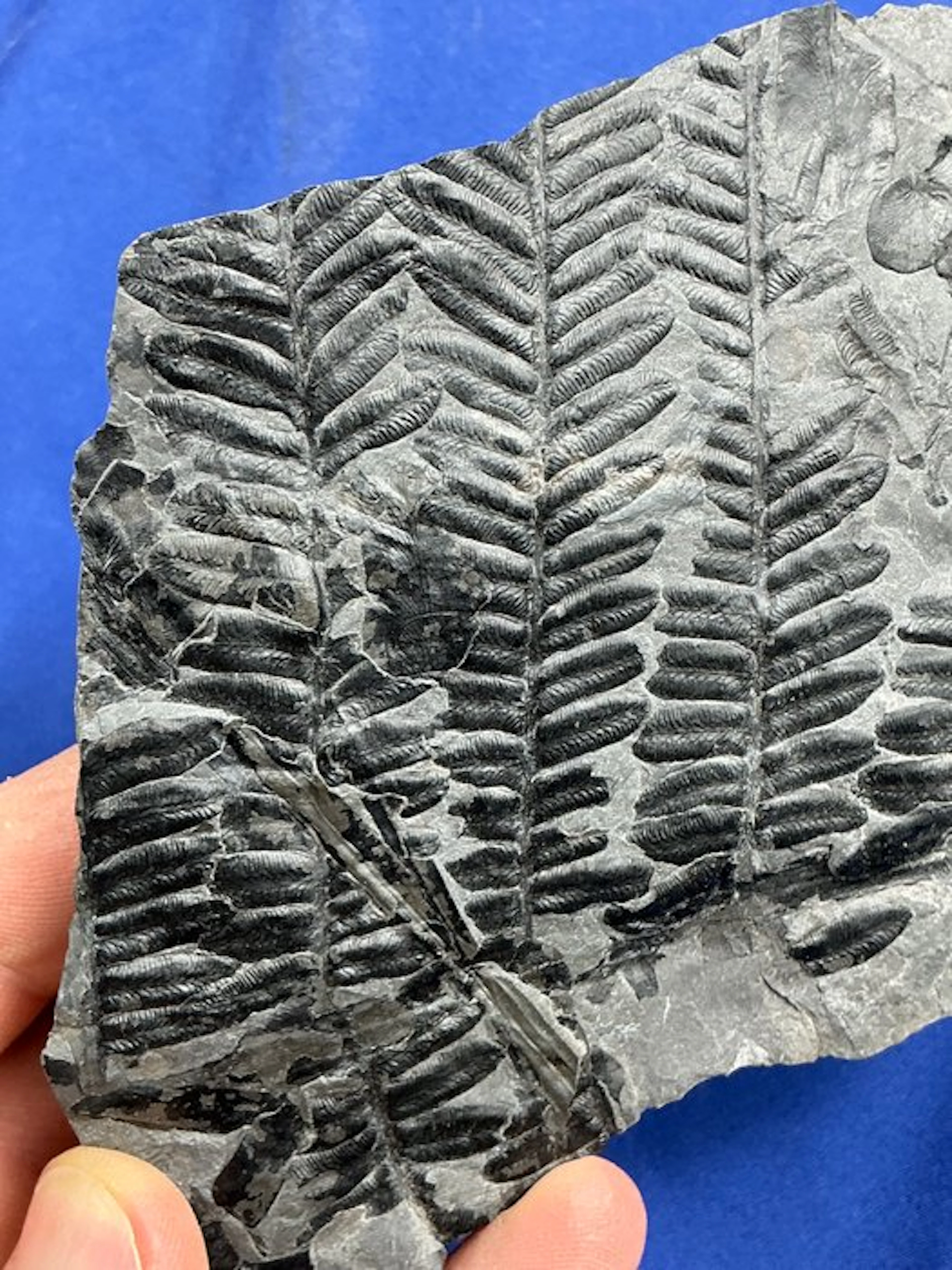 Magnificent carboniferous plant fossil - Fossilised plant - Callipteridium sp