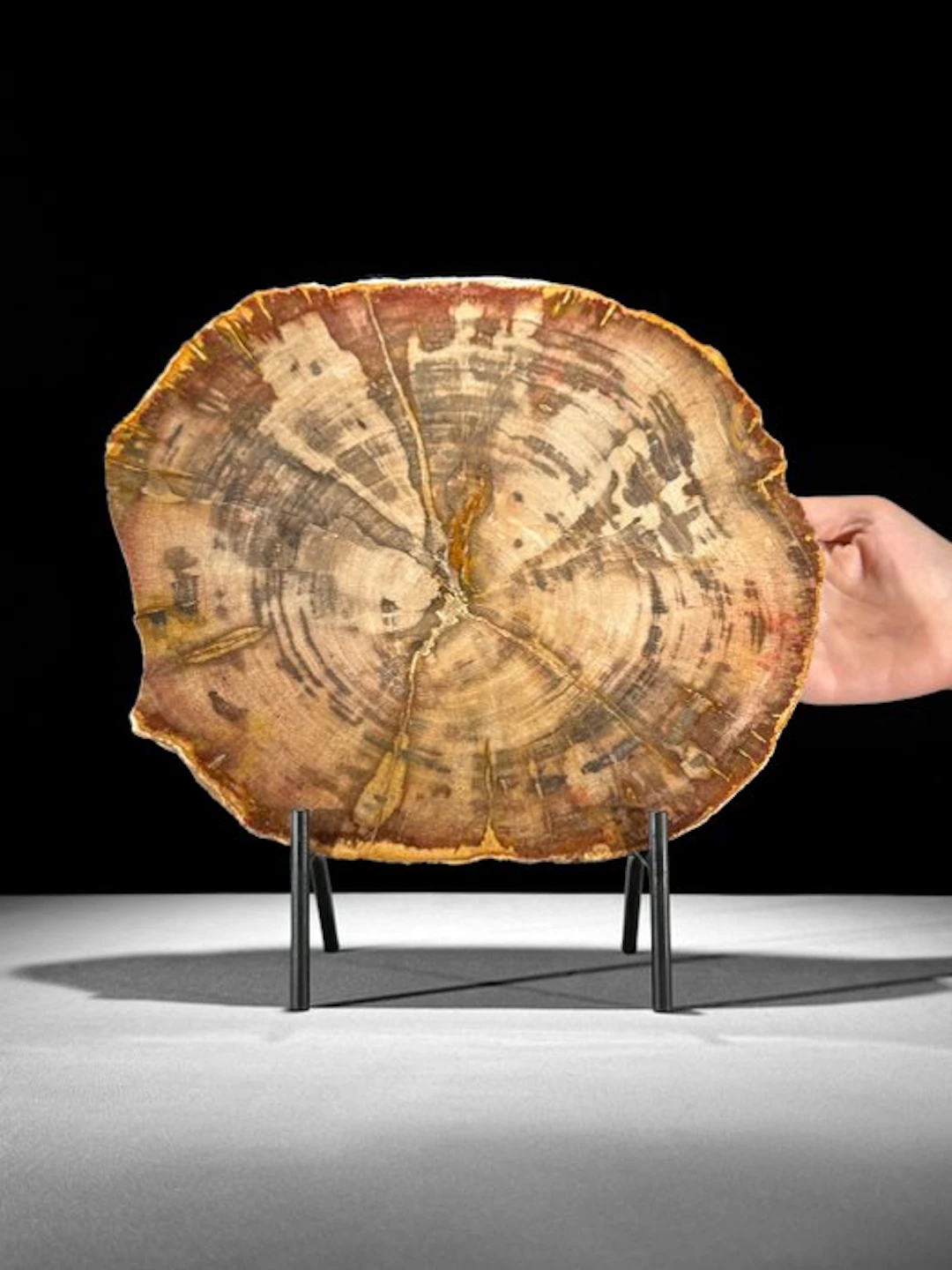 C- Wonderful Large RED Slice of Petrified Wood on a...