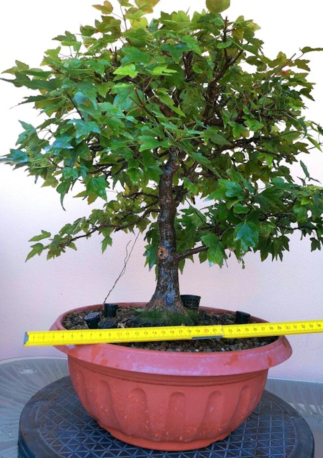 Trident maple bonsai (Acer buergerianum) - Height (Tree)...
