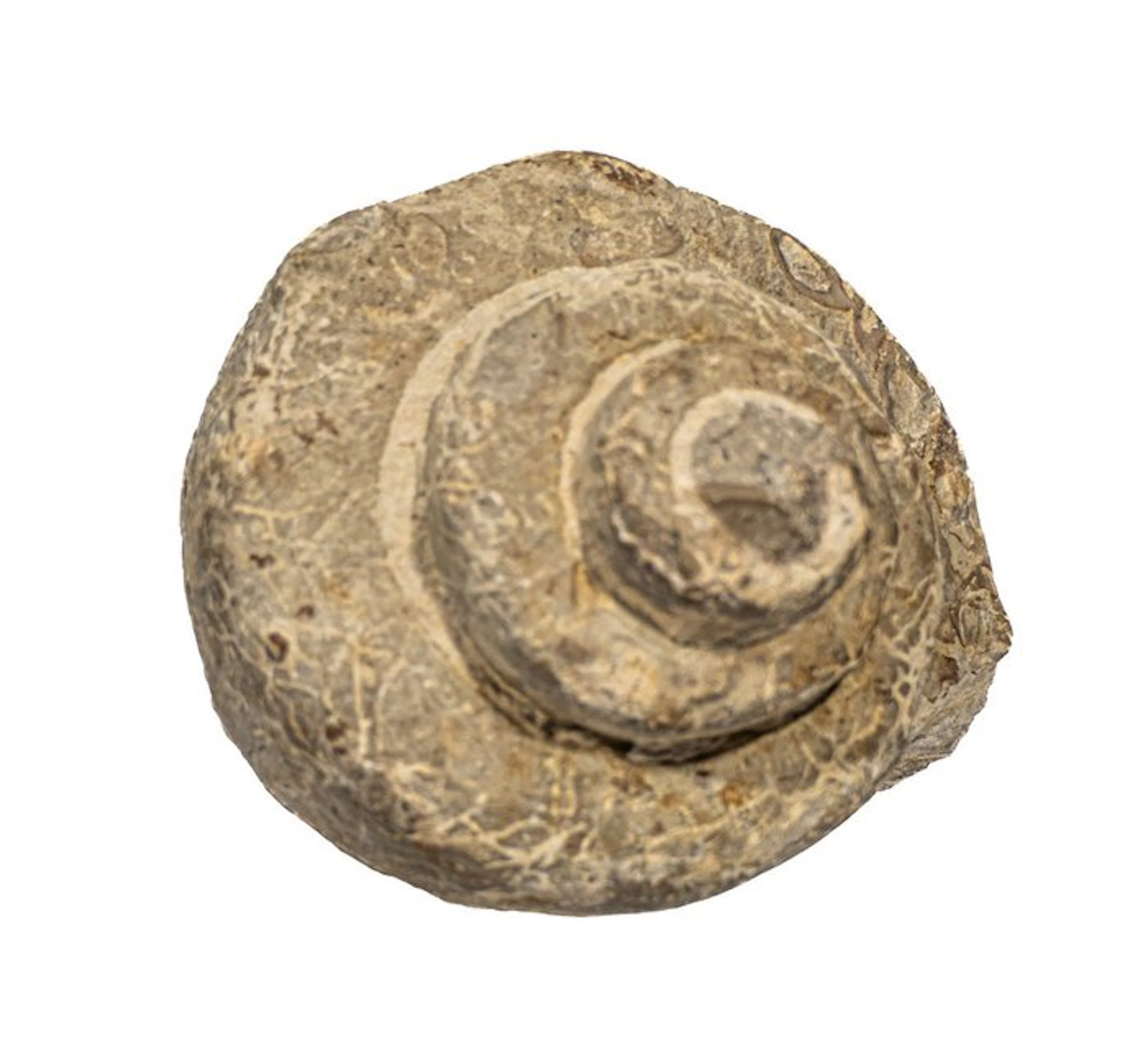 Prehistoric million-year magic: The monumental fossil...