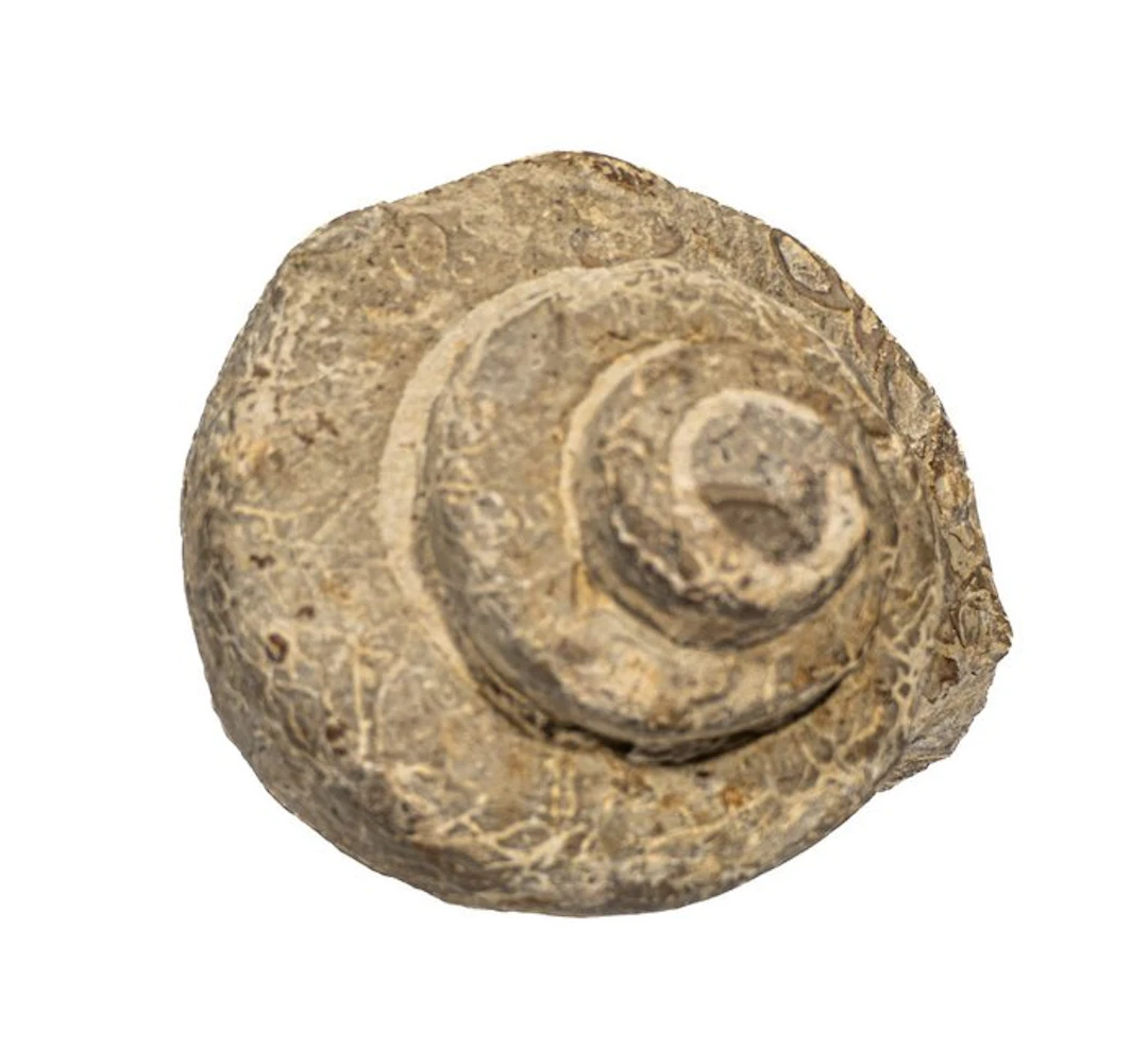 Prehistoric million-year magic: The monumental fossil...