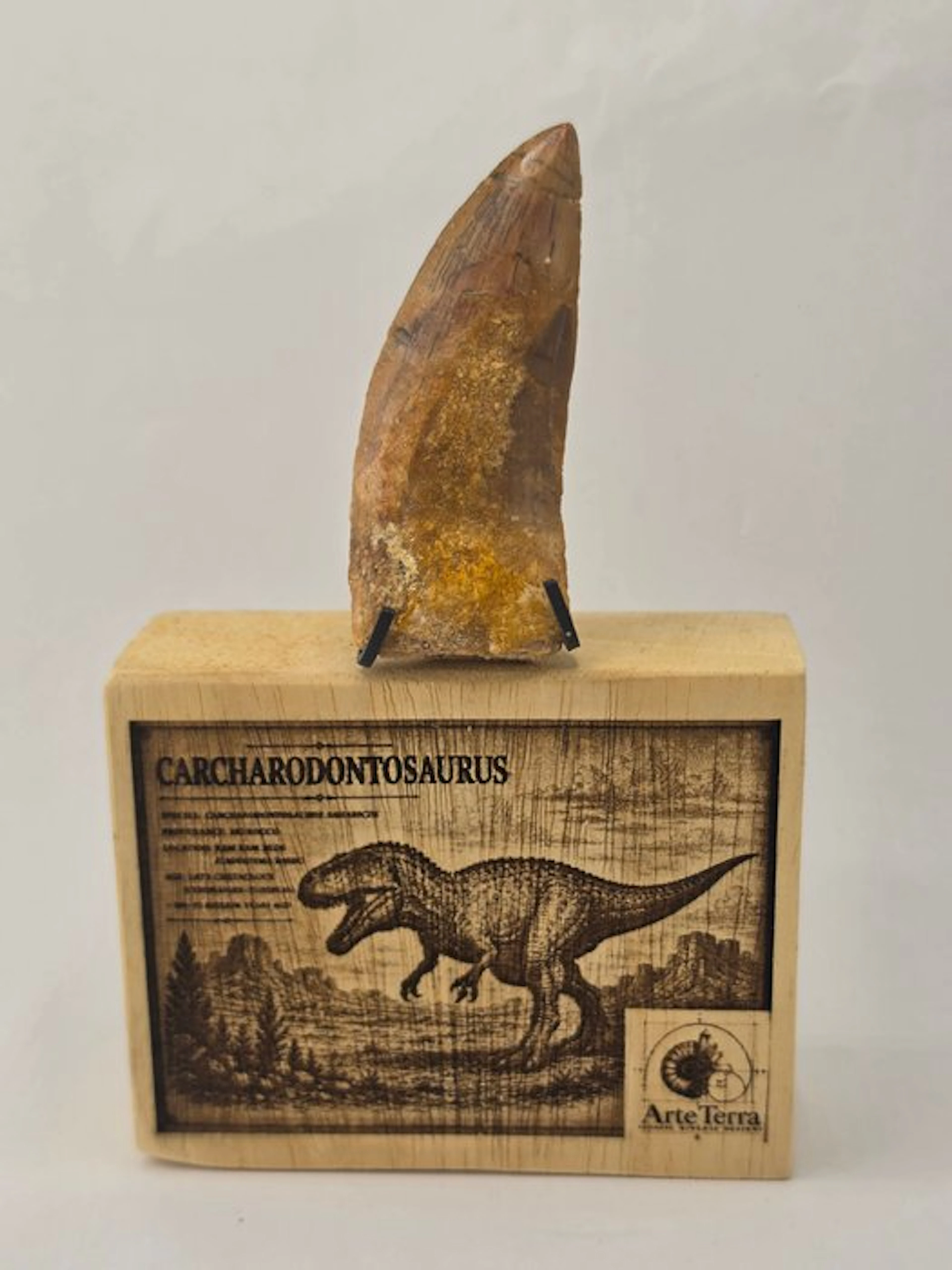 Carcharodontosaur - Fossil tooth - Carcharodontosaurus