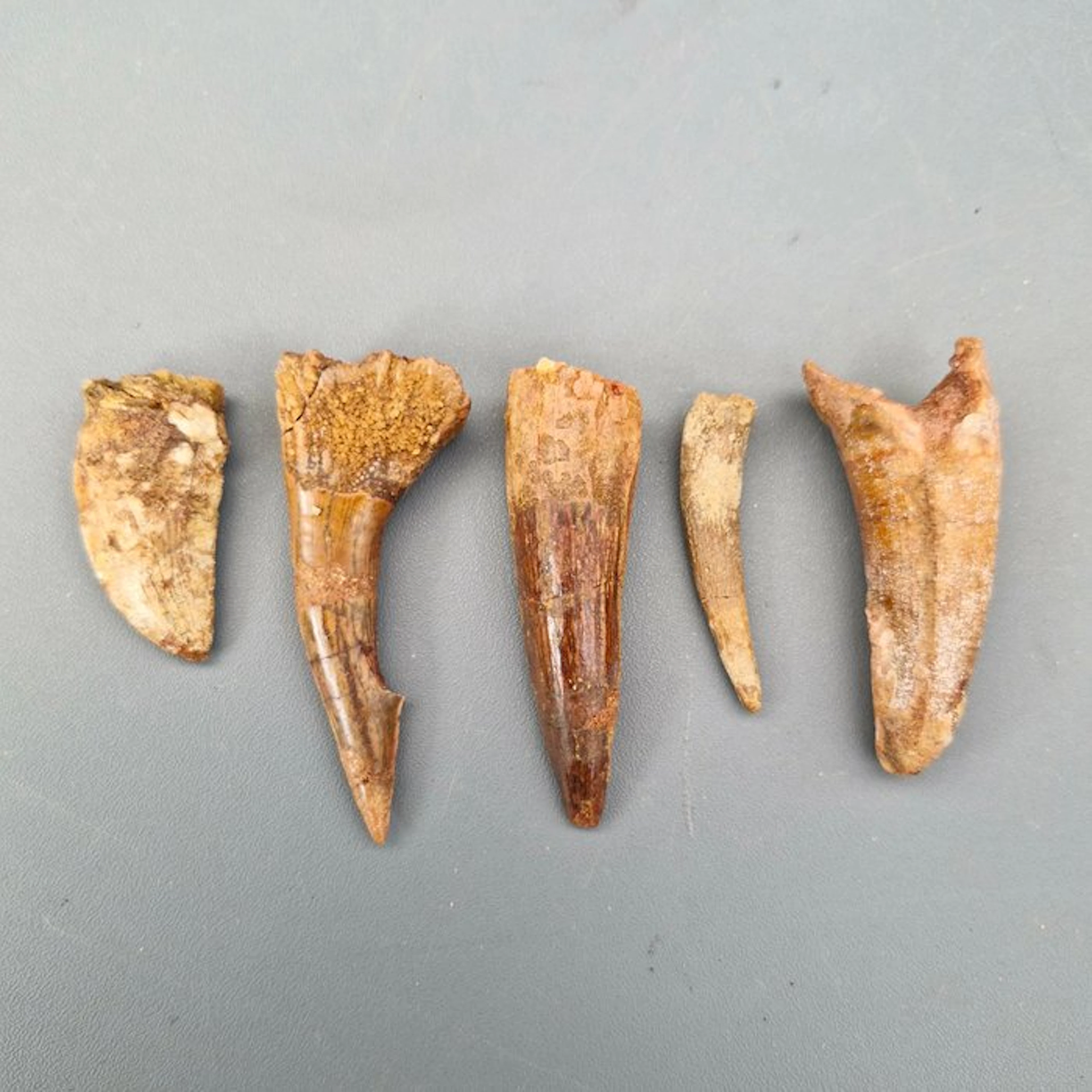 Dinosaur - Fossil teeth - Spinosaur