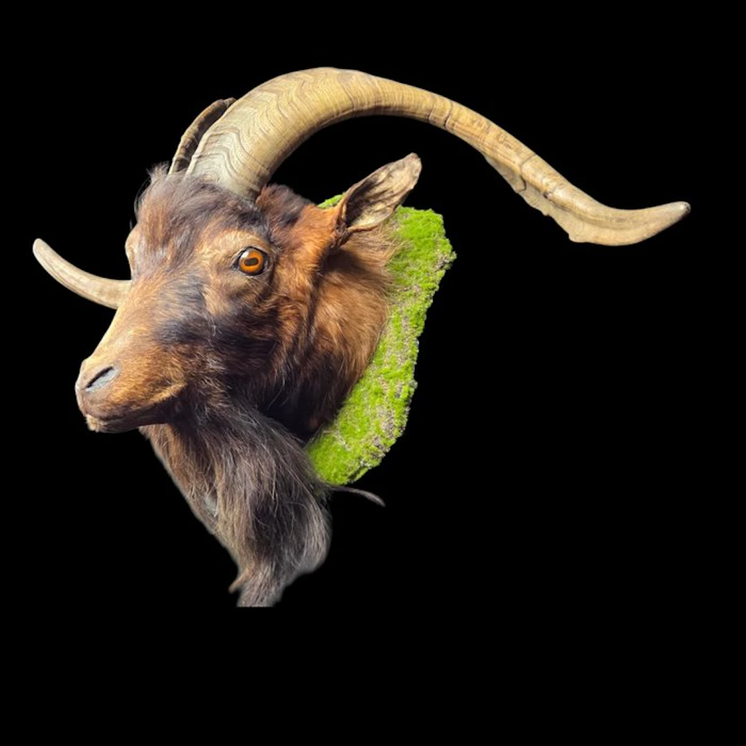 Domestic male goat hide 90x72 cm Taxidermy full body...
