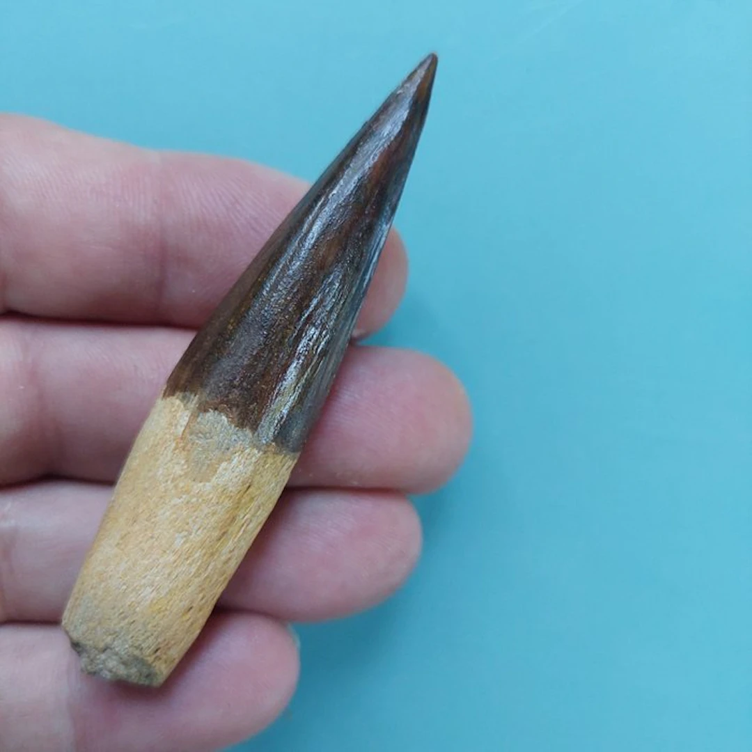 Spinosaur - Fossil tooth - 79 mm - 15 mm