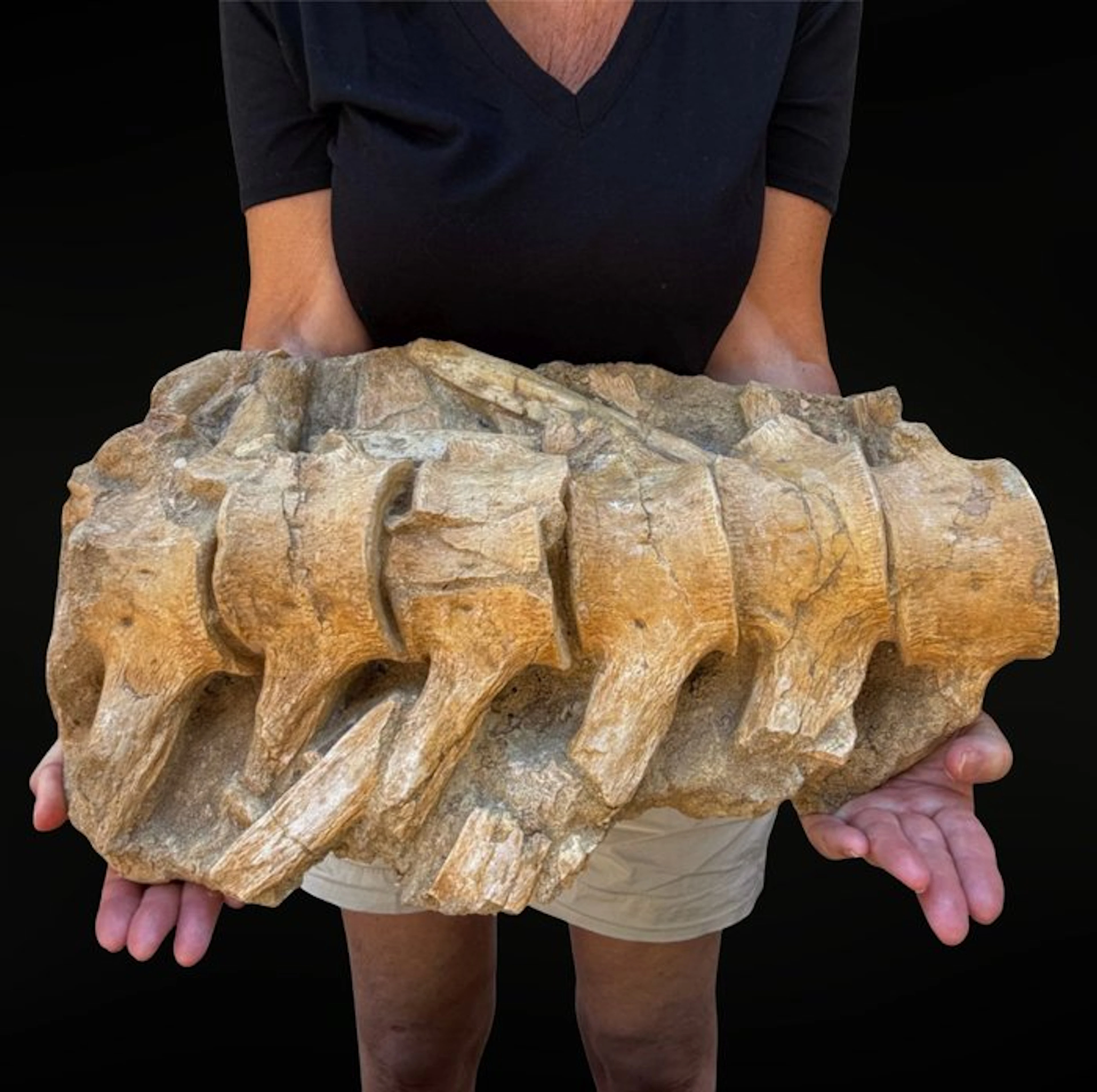 Fossil Mosasaurus vertebra XXL – authentic natural...